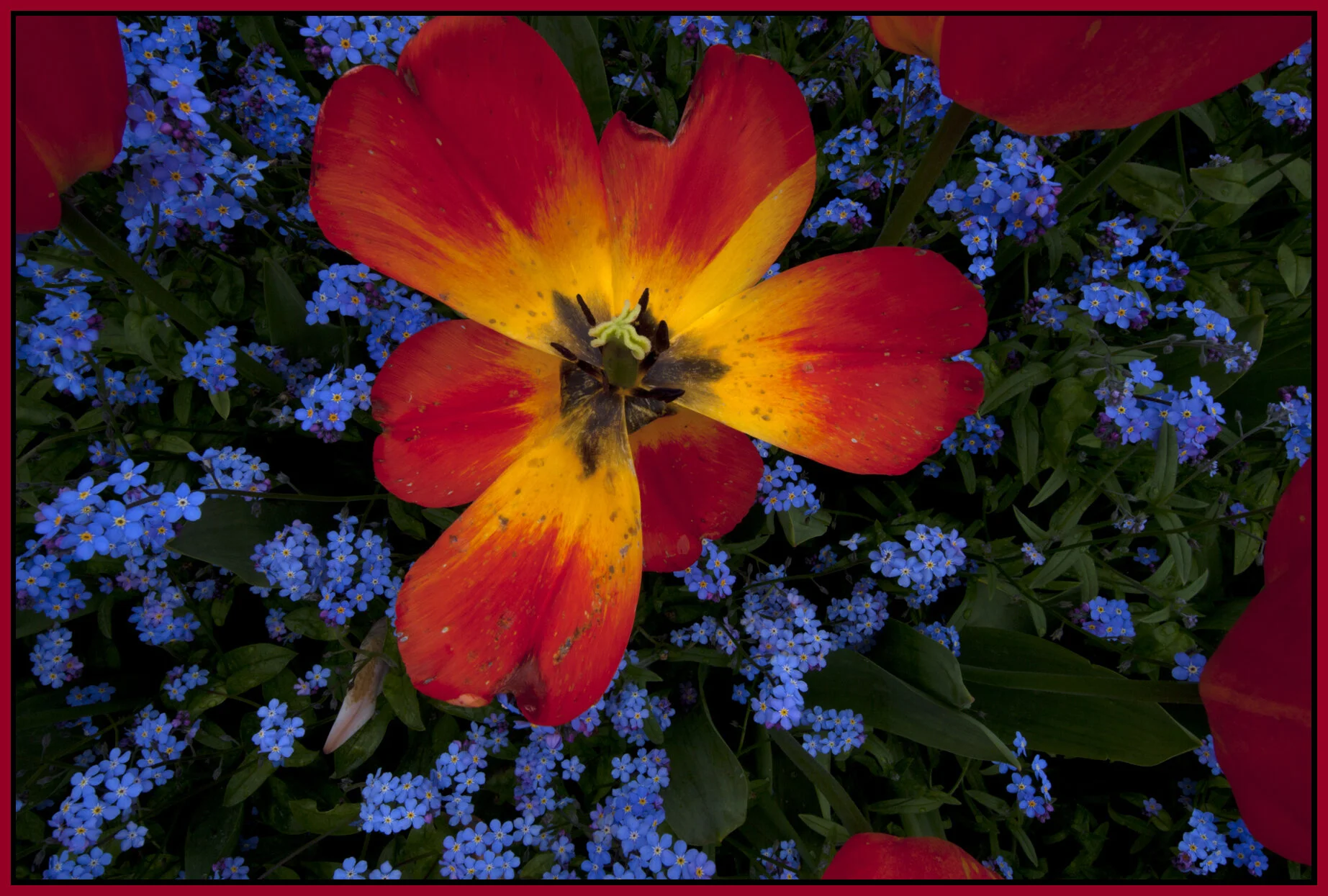 English Bay Flowers_May 8_2011_7273_4x6s.jpg