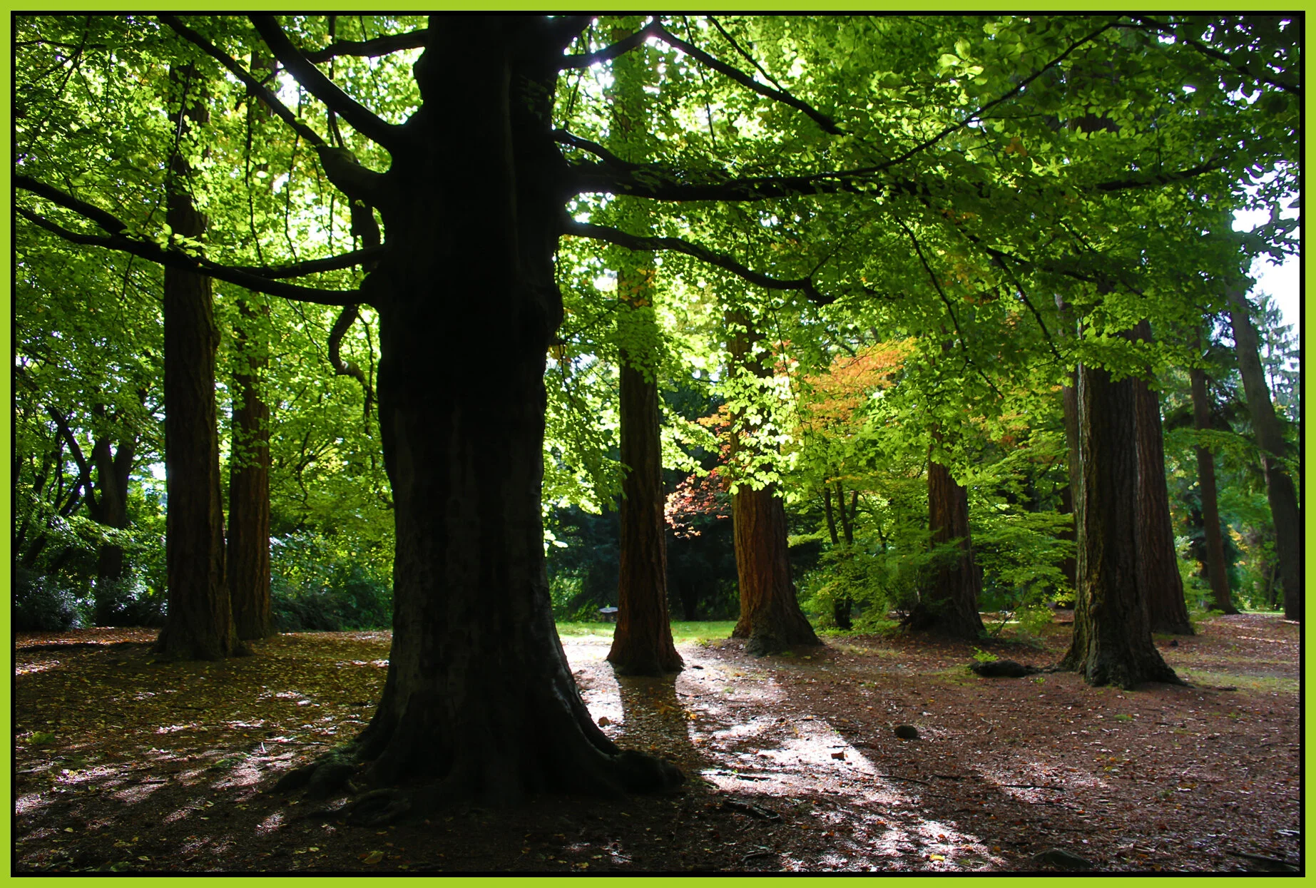 Stanley Pk Trees_Oct 5_2016_HDR_L0944_4x6s.jpg