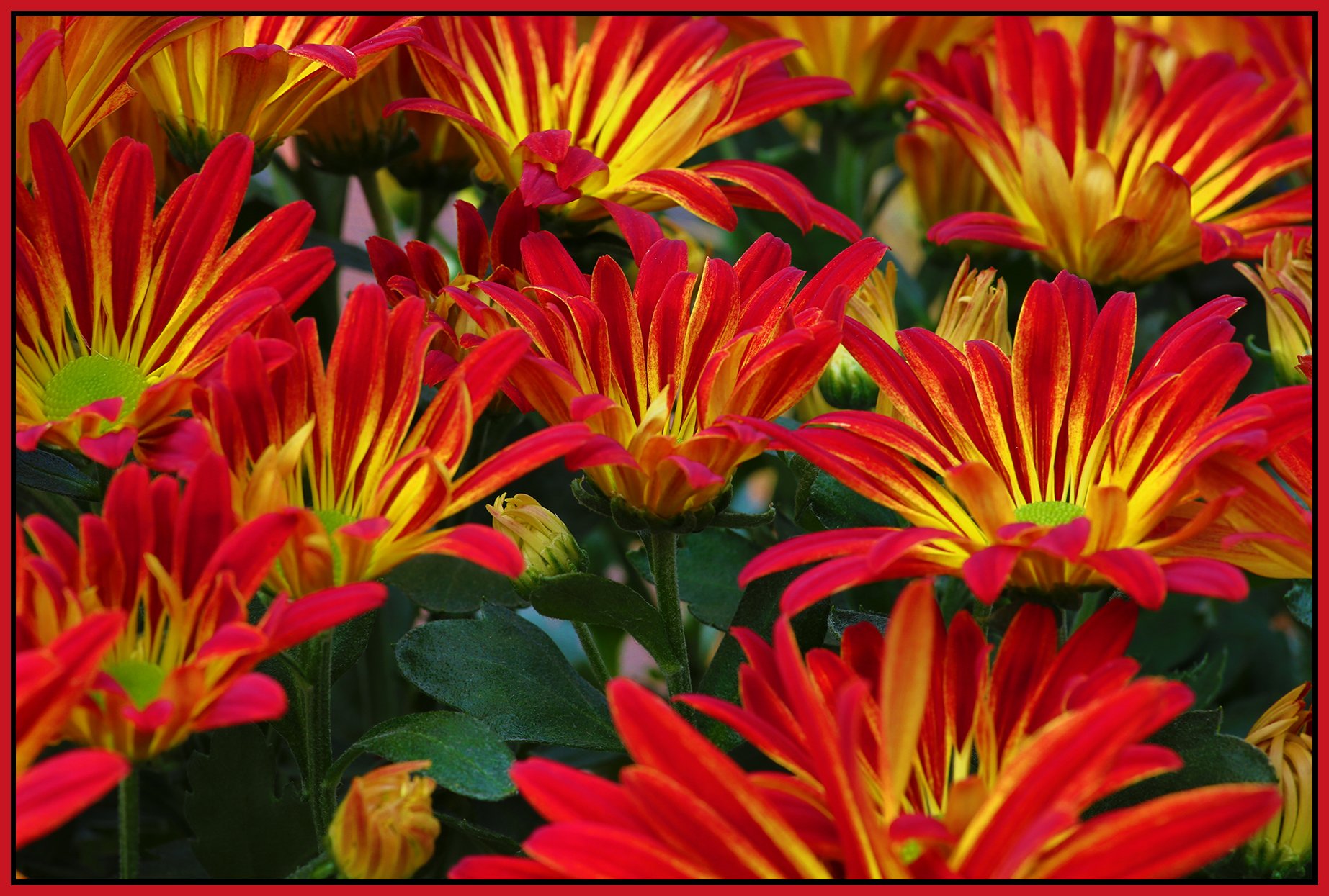 Flowers_Sep 26_2012_HDR_C4748_4x6s.jpg