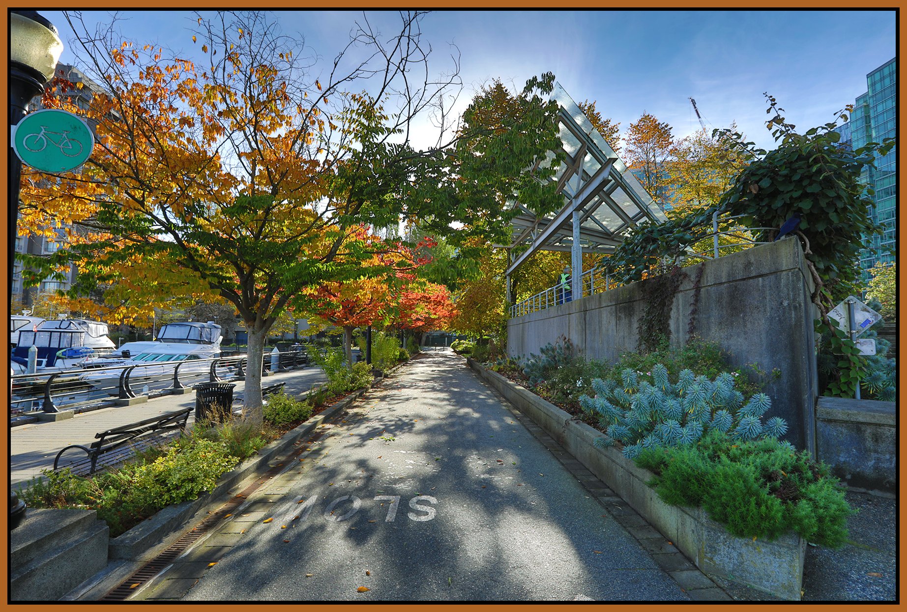 Coal Harbour Trees LkgE_Oct 15_2026_HDR_4L4933_4x6s.jpg