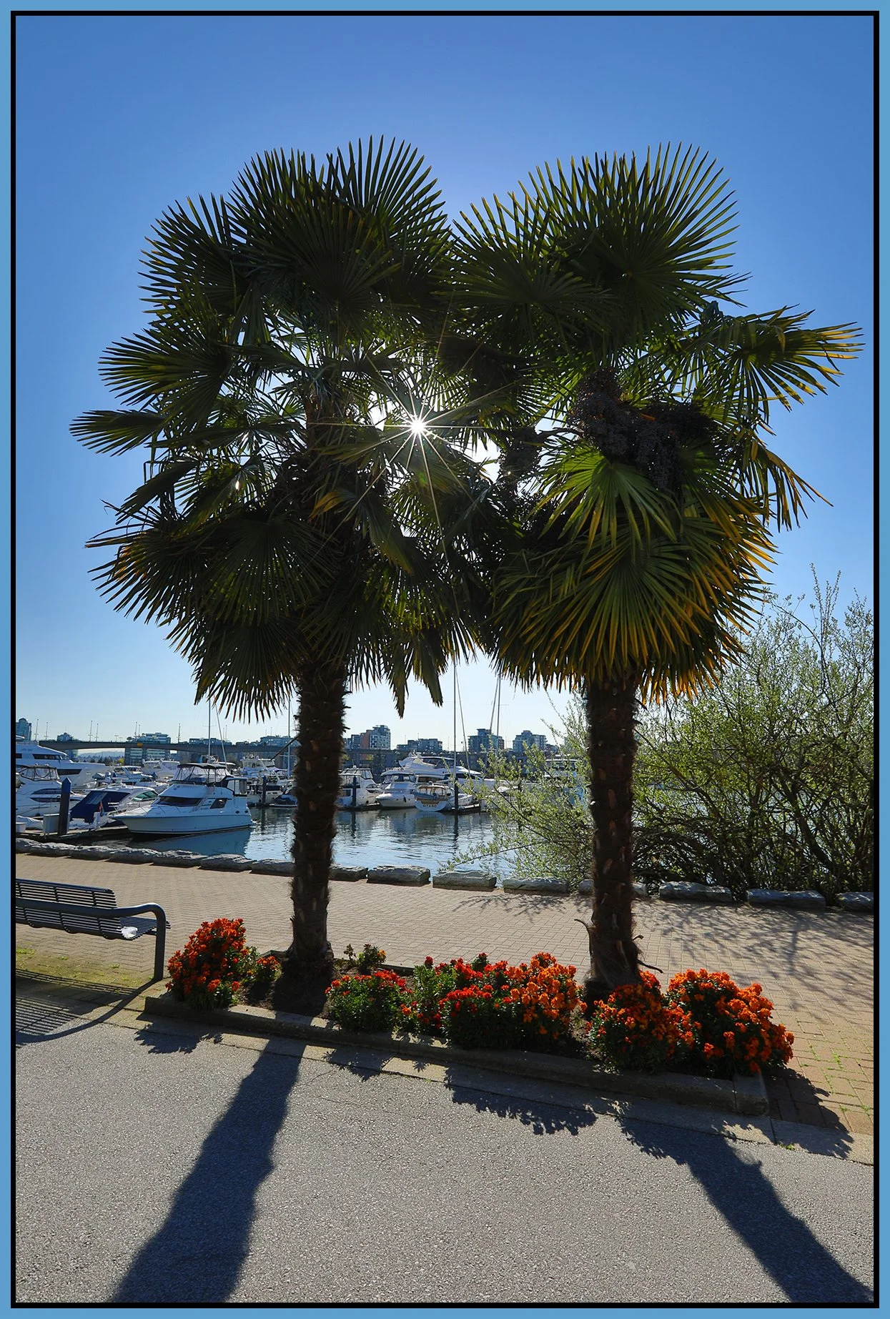 Concord Pacific Palm Trees LkgS _Apr 16_2021_HDR_5A9150_4x6s.jpg