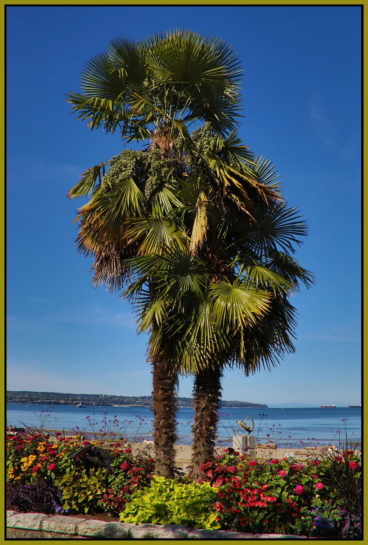 English Bay Palm Tree_Aug 13_2019_HDR_F0422_4x6s.jpg