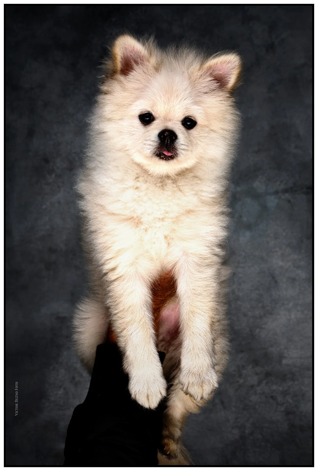 Merv_Feb 26_2016_K8750_1_peHdrshrp&_4x6s.jpg