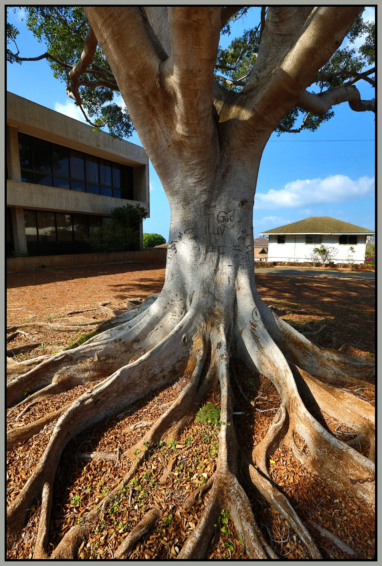 Hawaii Tree_Nov 24_2012_HDR_C9515_4x6s.jpg