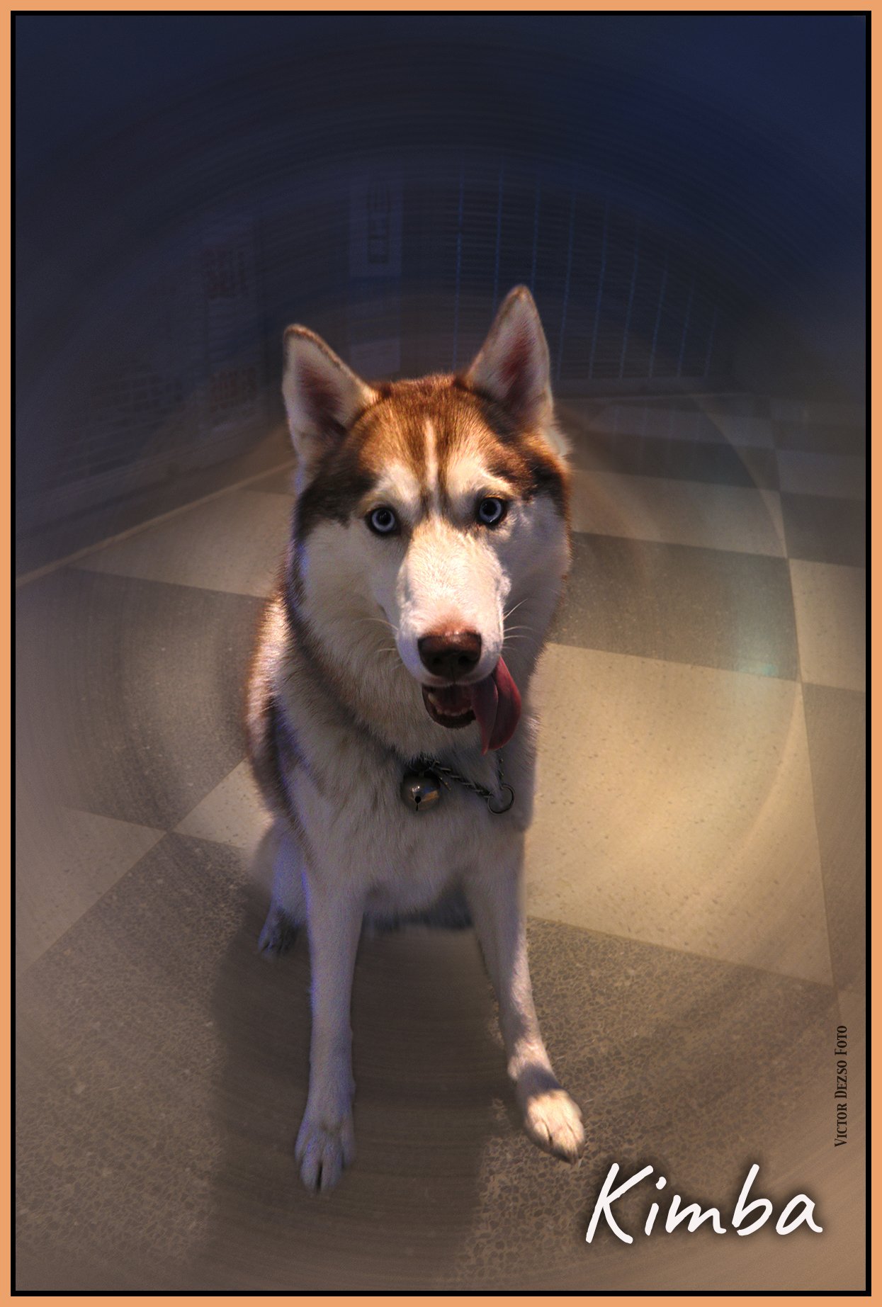 Kimba_Nov 18_2023_HDR_5C9672_4x6ss.jpg