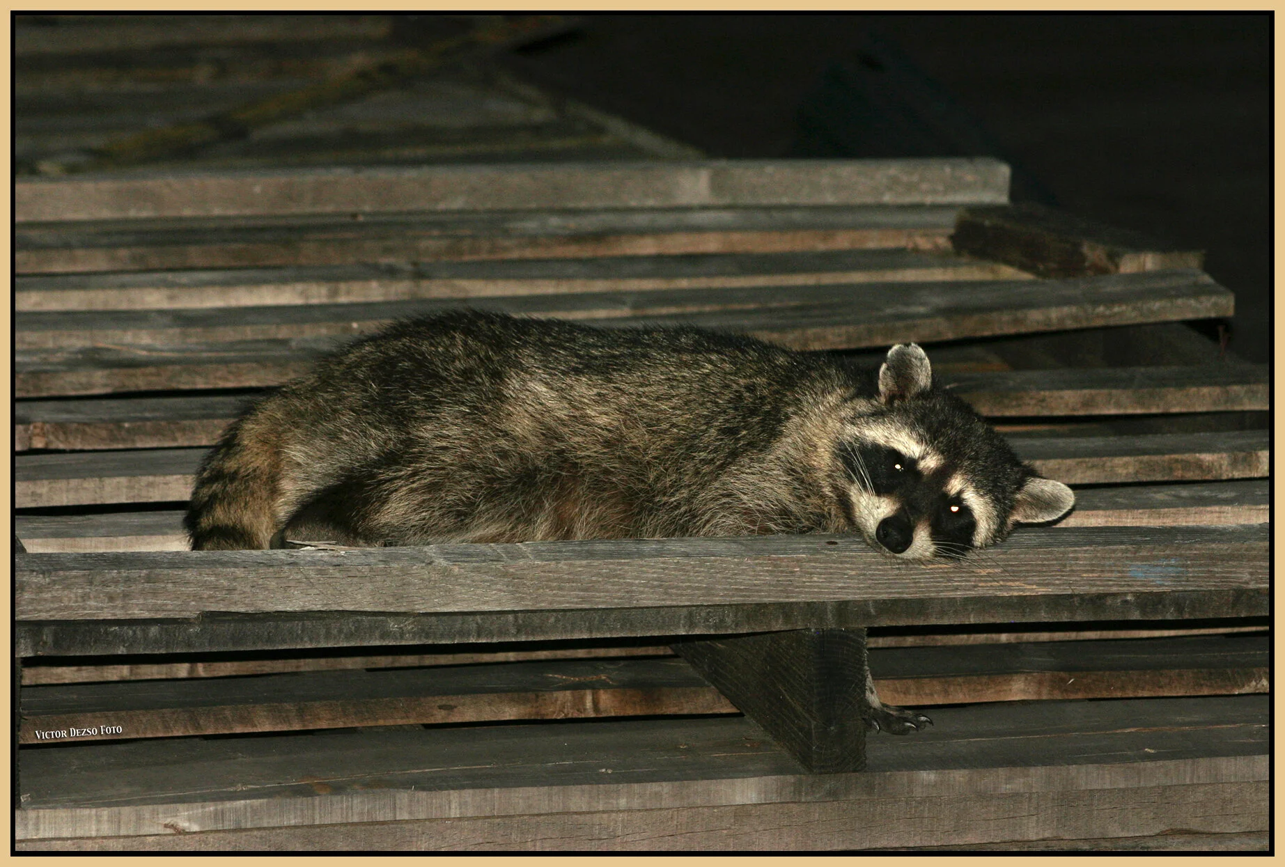 Racoon_7325_4x6s.jpg