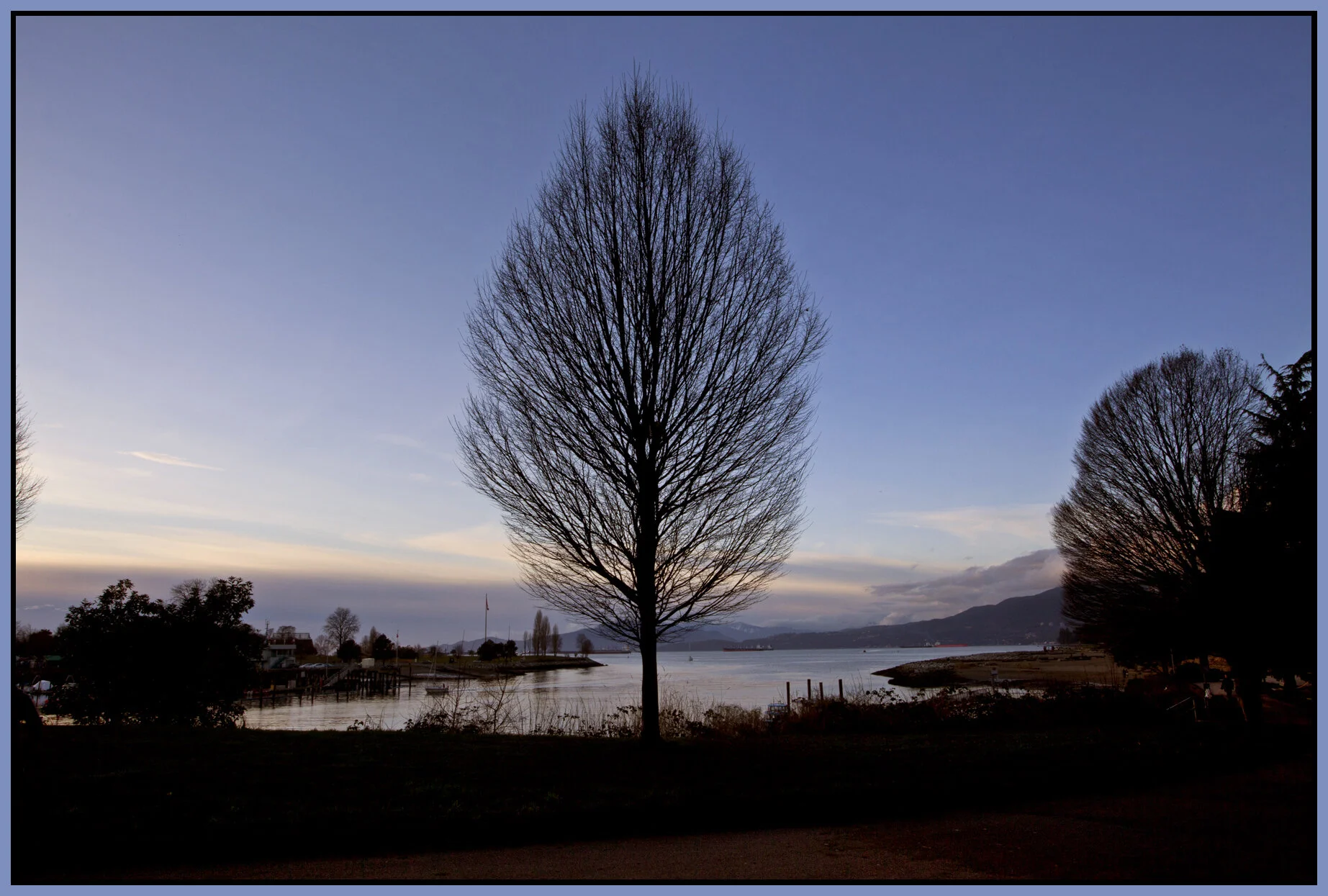 English Bay Tree_Feb 1_2012_9266vel_4x6s.jpg