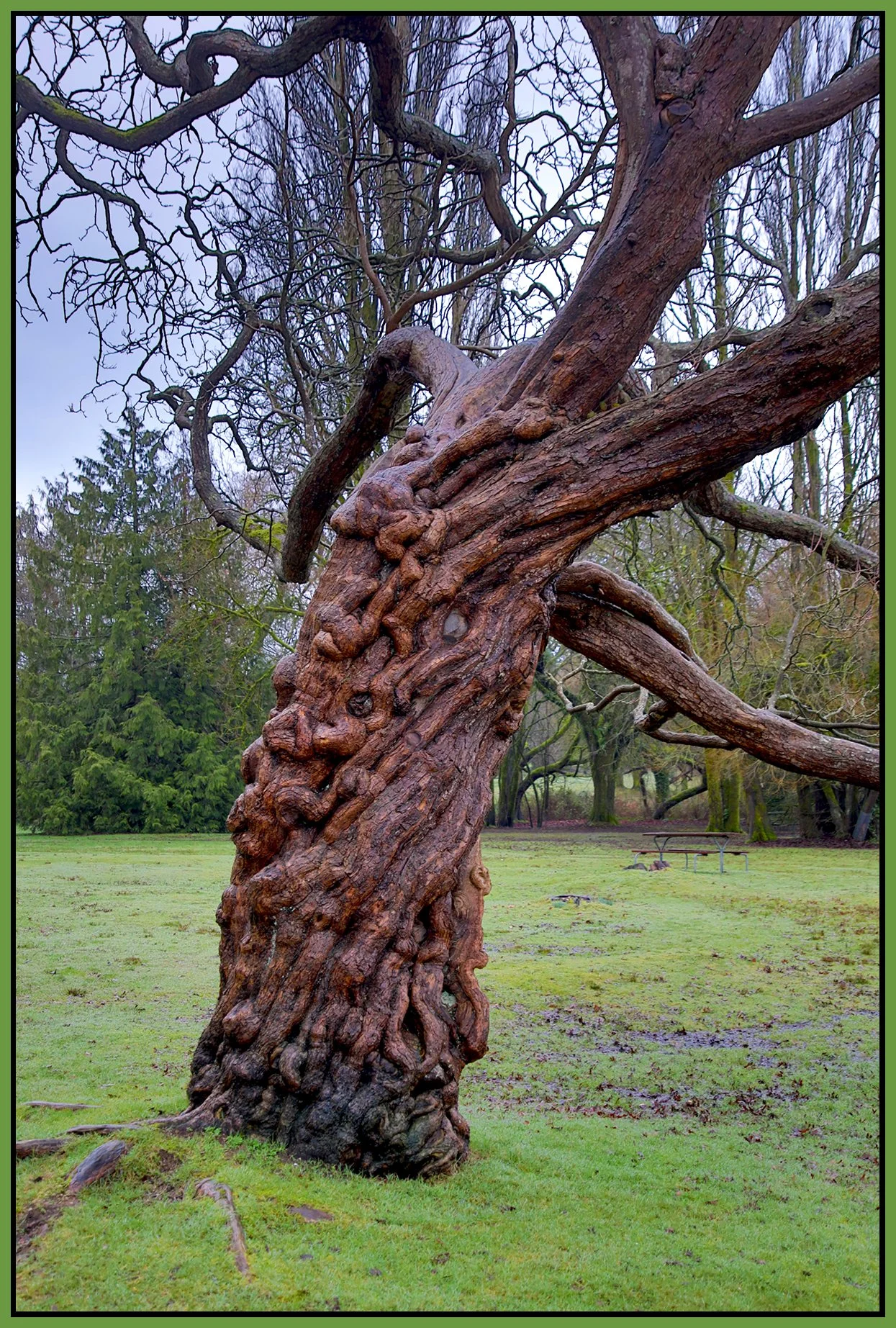Jericho Beach Park Tree_Feb 4_2026_HDR_5F5923_4x6s.jpg