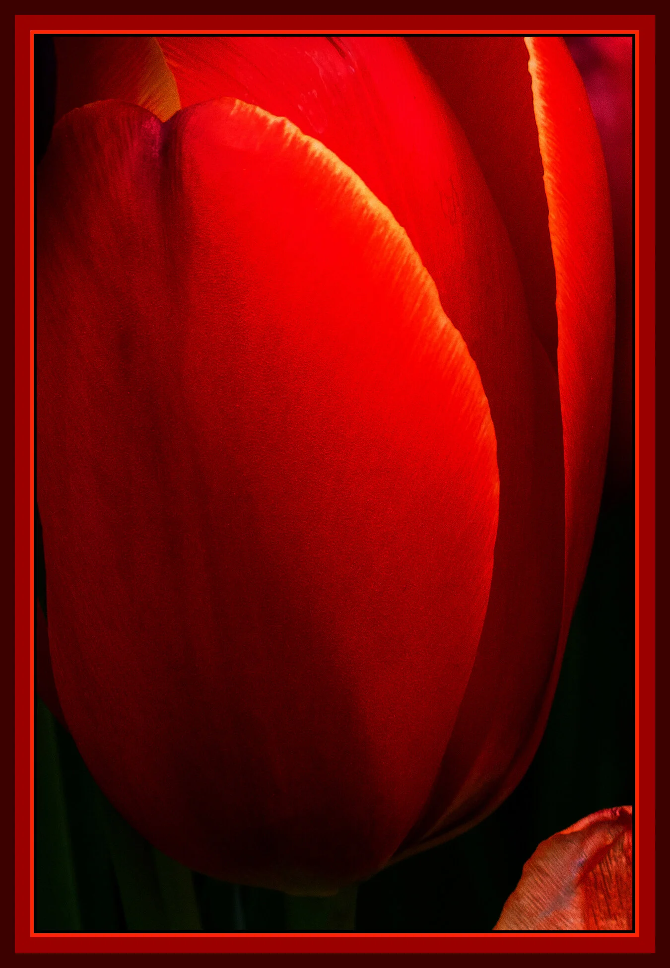 Flowers Tulips_May 1_2020_CR2_3B4853_1_peGc_4x6s.jpg