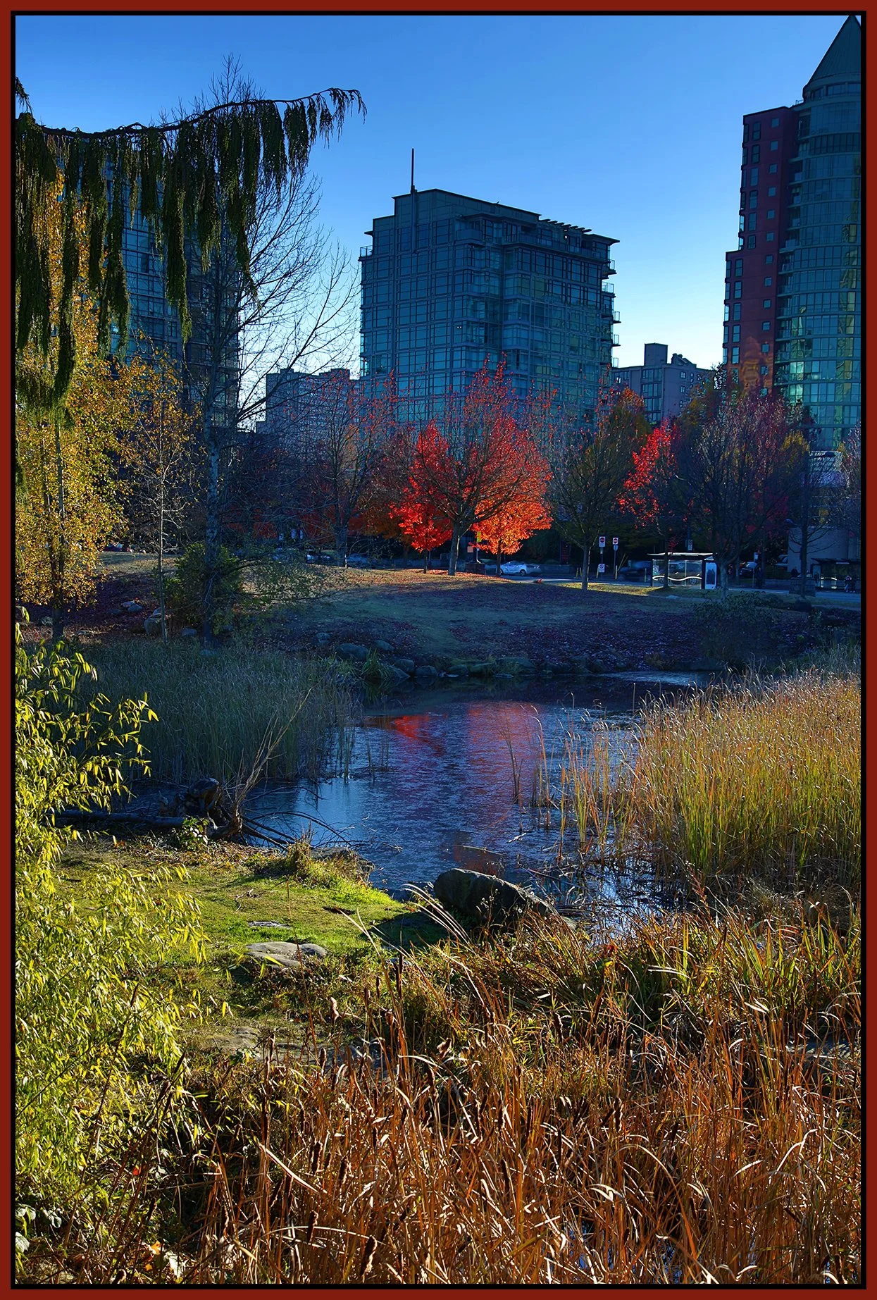 Devonian Park Bullrushes_Nov 18_2022_HDR_4H4766_4x6s.jpg