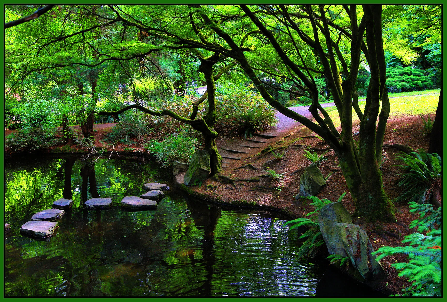 New Westminster Tipperary Pk Trees_Jun 10_2021_HDR_4G9811_peUr-v_ExpMrg_4x6s.jpg