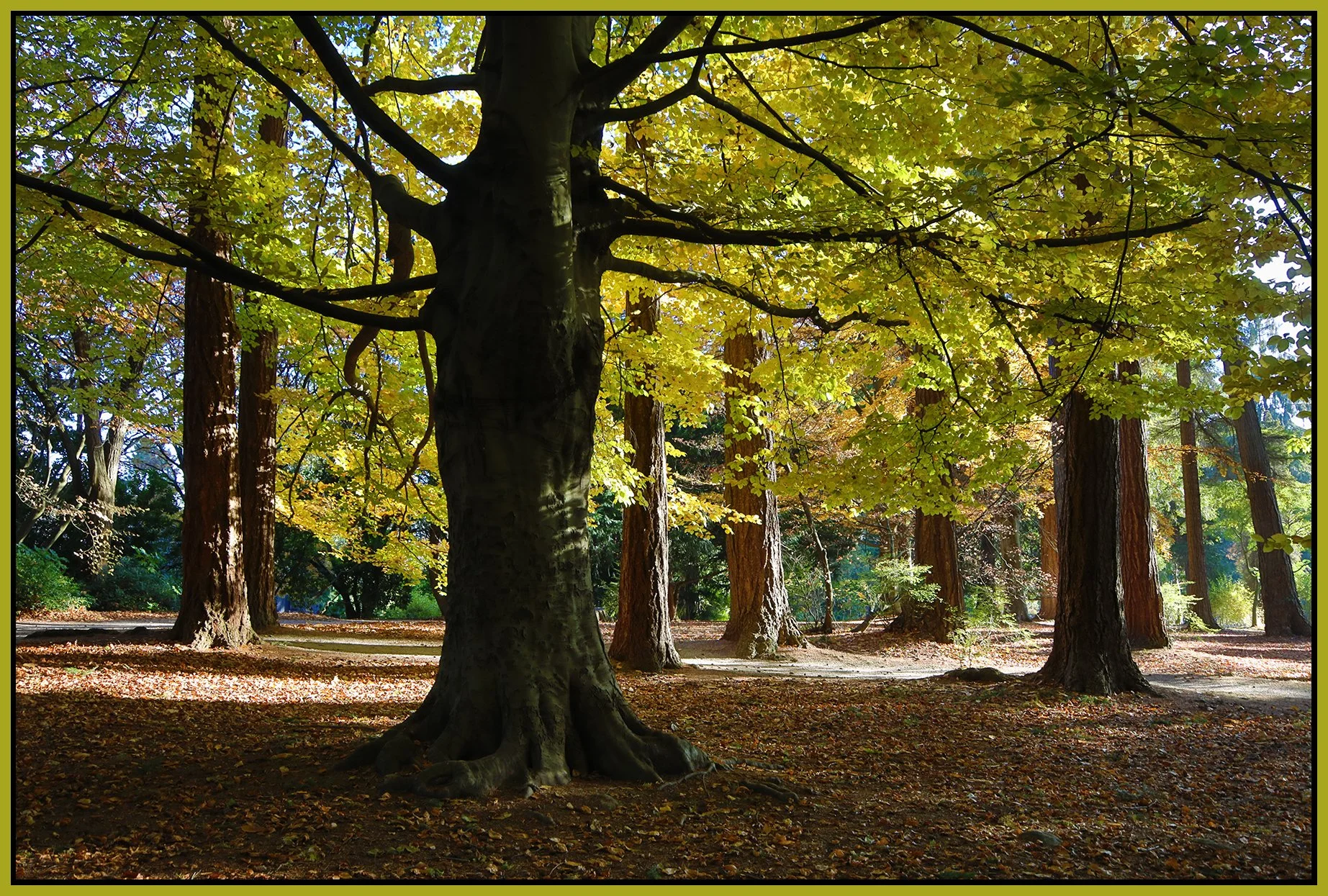 Stanley Park Trees_Nov 18_2022_HDR_4H4726_4x6s.jpg