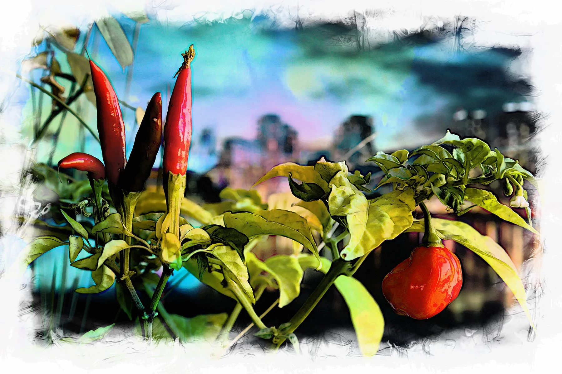 Hot Pepper Plants_Sep 20_2018_HDR_D0436_peFinalEffct074_4x6.jpg