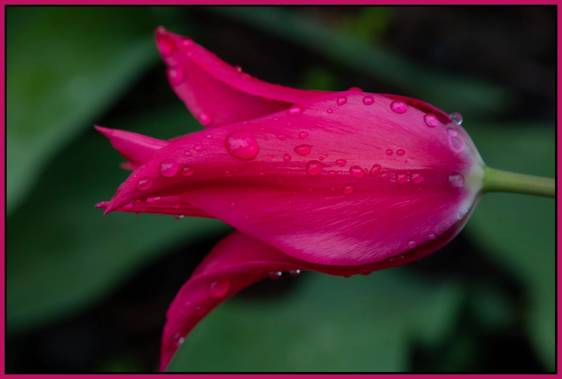 Flowers Tulip_Apr 30_2021_CR2_4G8121_4x6s.jpg