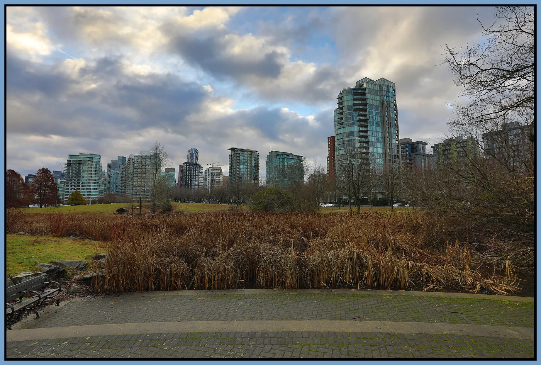 Devonian Harbour Park Bullrushes_Jan 14_2023_HDR_5D2599_4x6s.jpg