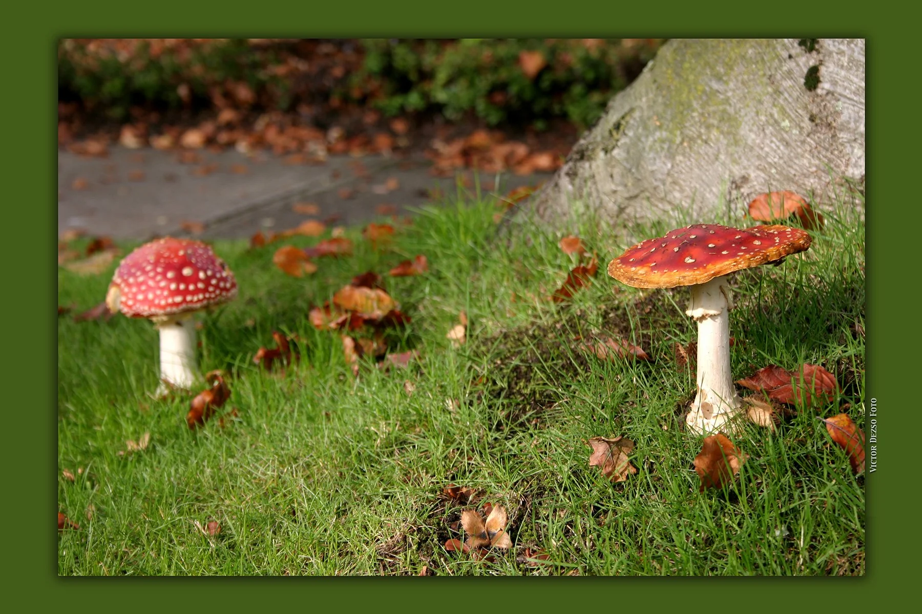 Red Mushrooms_1929_1_4x6.jpg