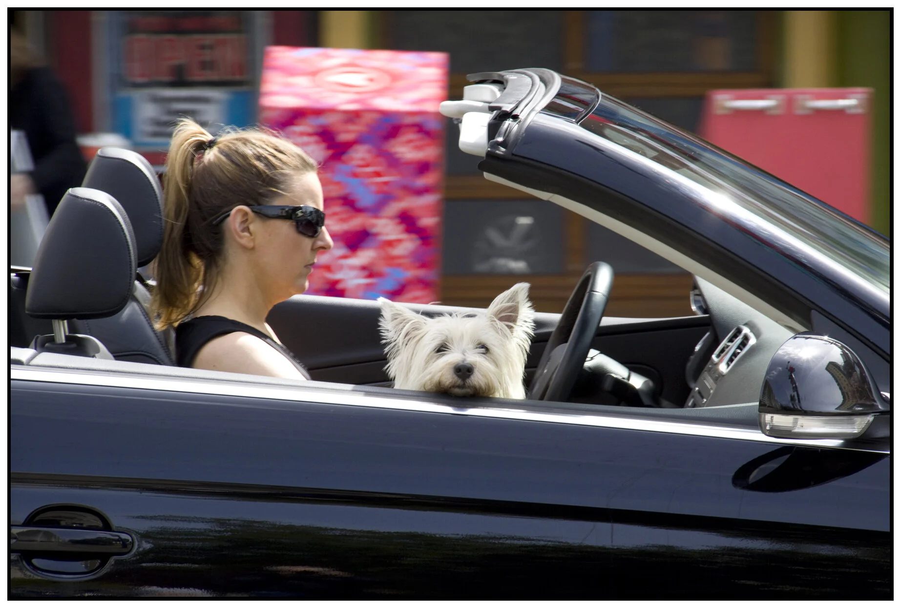 Dog on Denman_Apr 18_2010_3206_4x6s.jpg