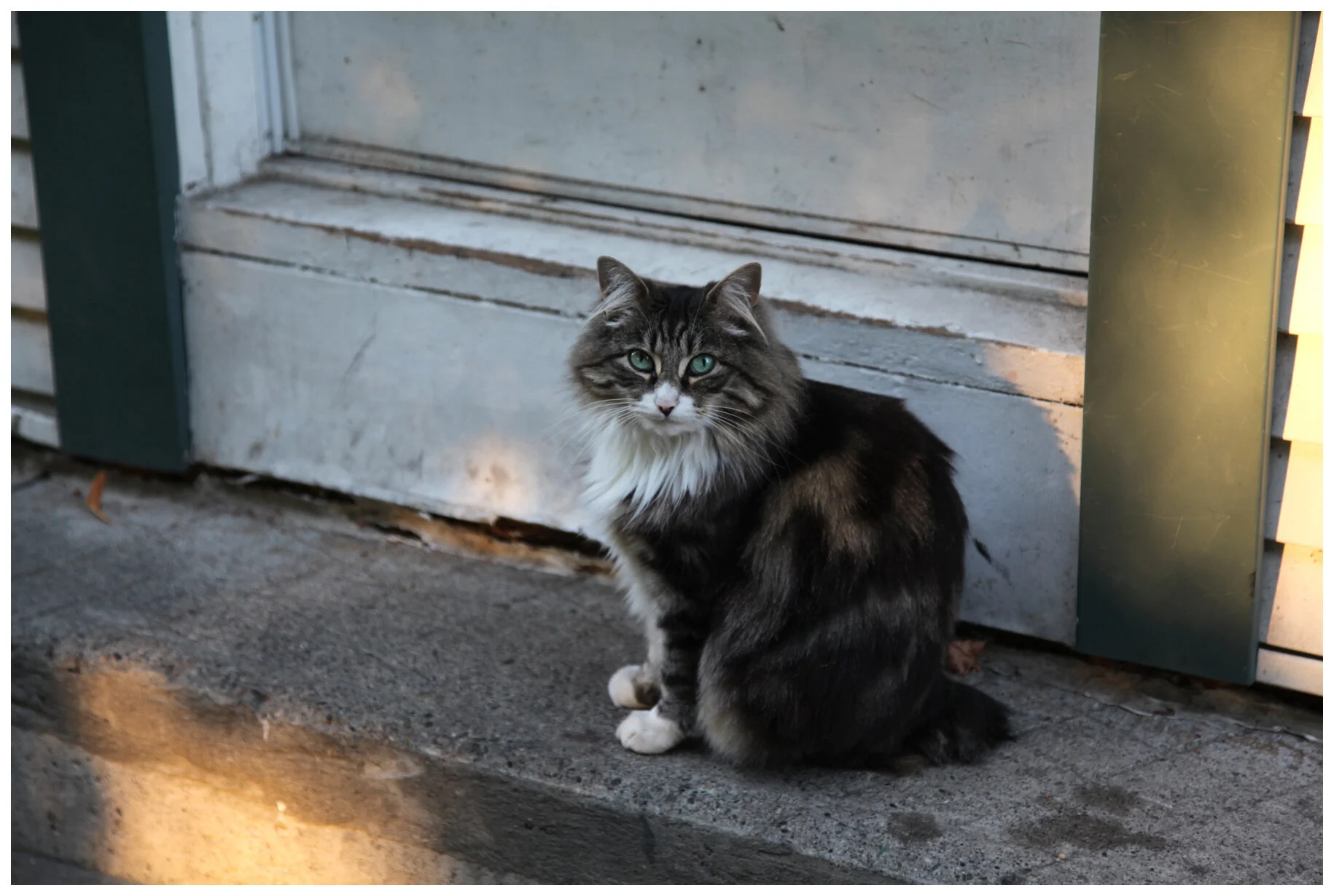 Cat on Hawks_Aug 3 09_5365_4x6s.jpg