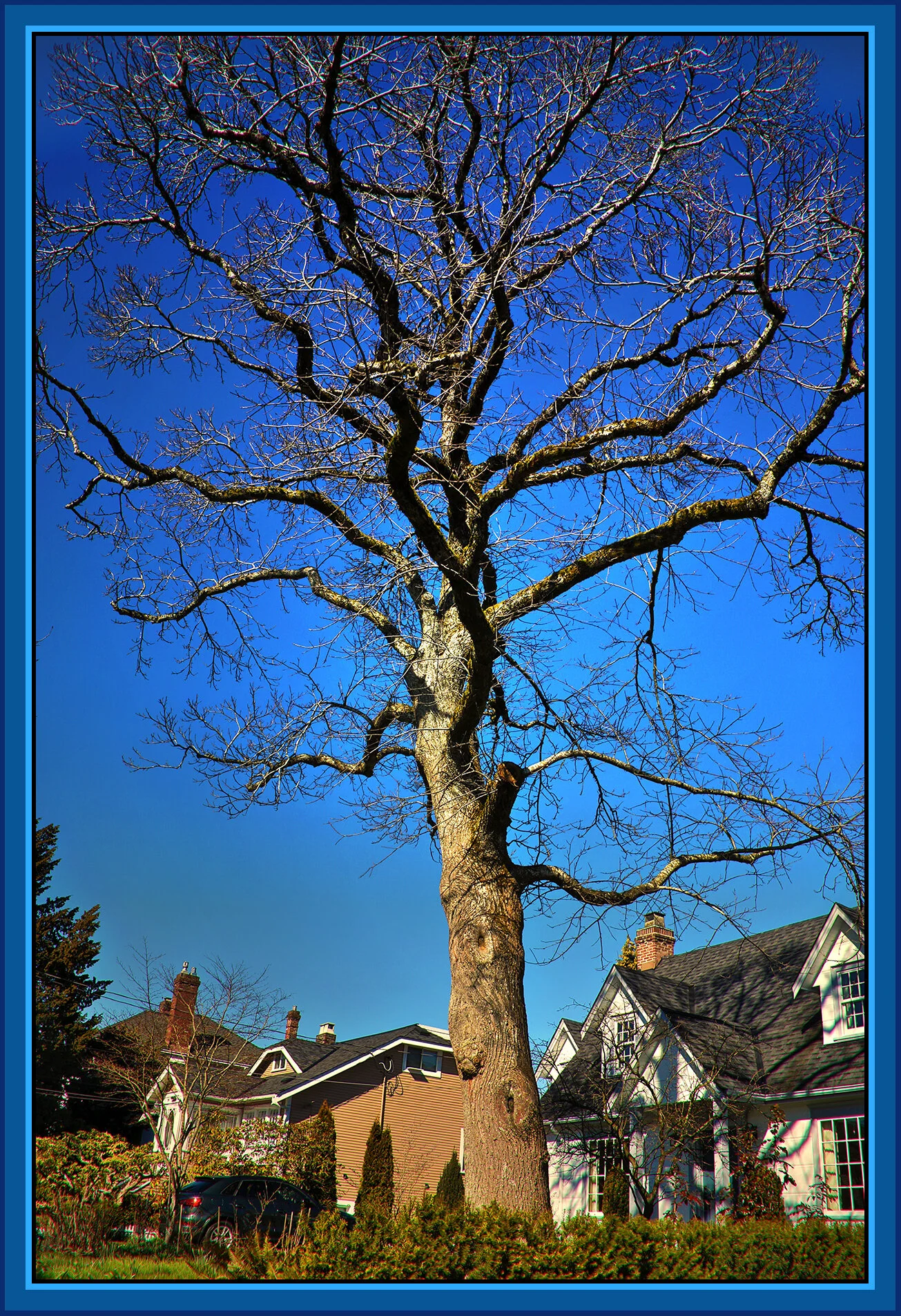 Tree in New West_Mar 15_2020_HDR_F1011_peHdriSunst_4x6s.jpg
