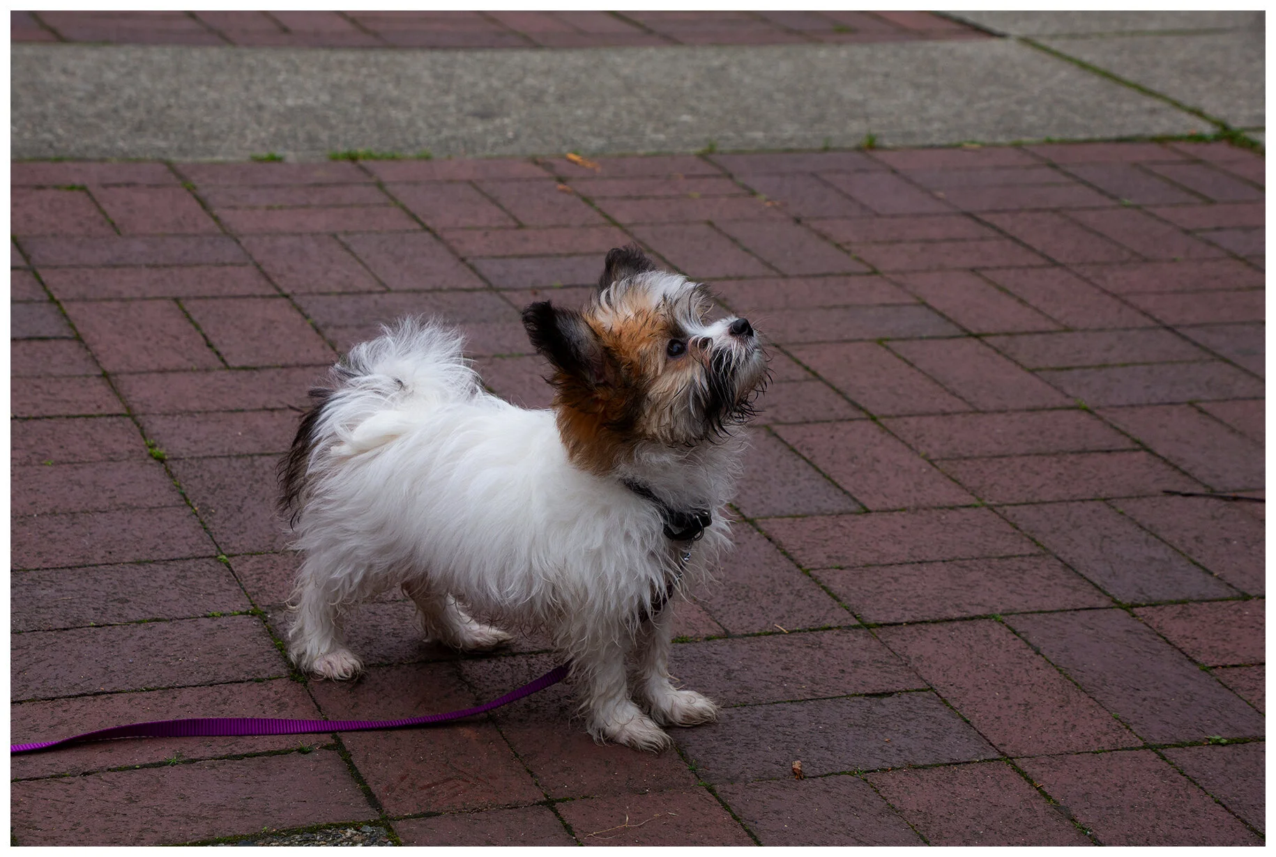 Stella in Yaletown_Oct 11_2020_CR2_3B4919_4x6s.jpg