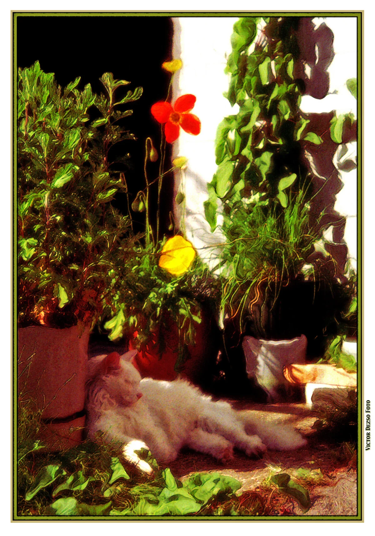 Beau in the Garden_1996_4x6s.jpg