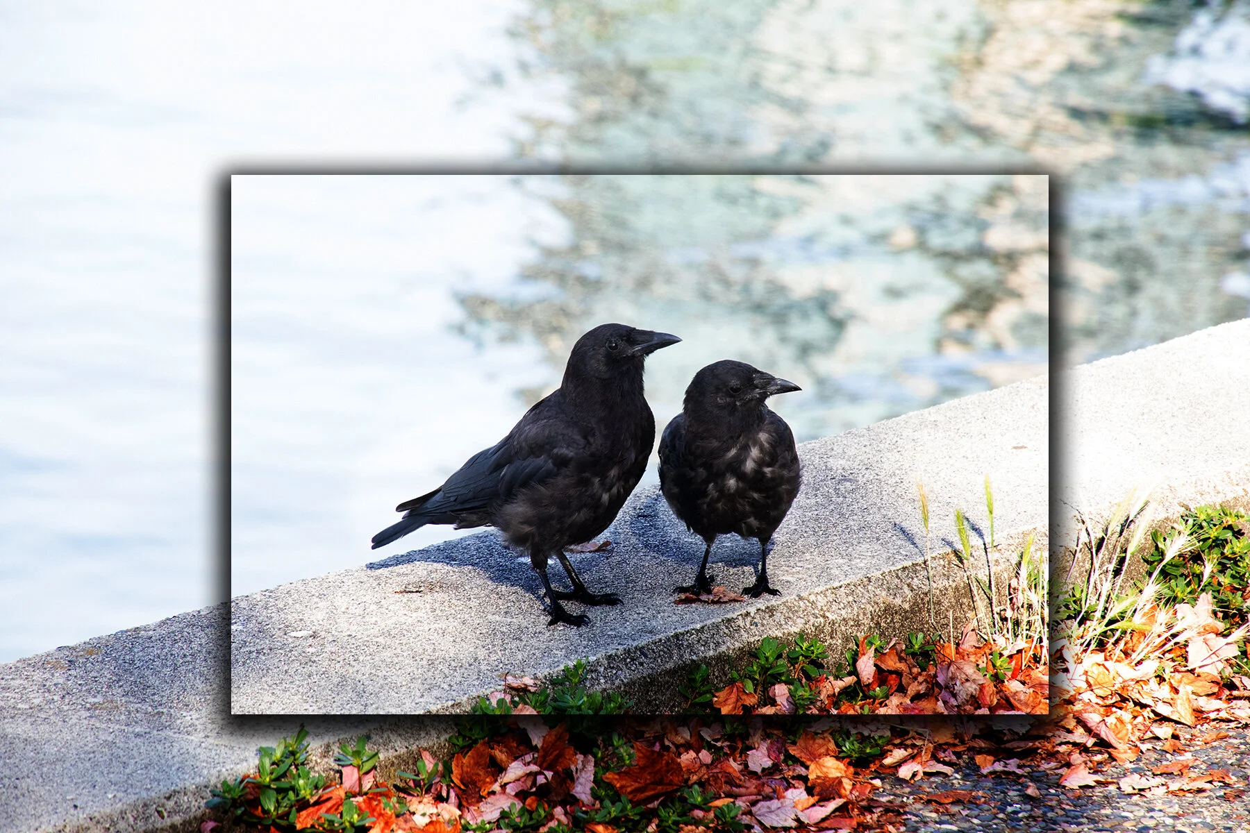 Black Birds_Aug 13_2019_HDR_E6667_4x6s.jpg