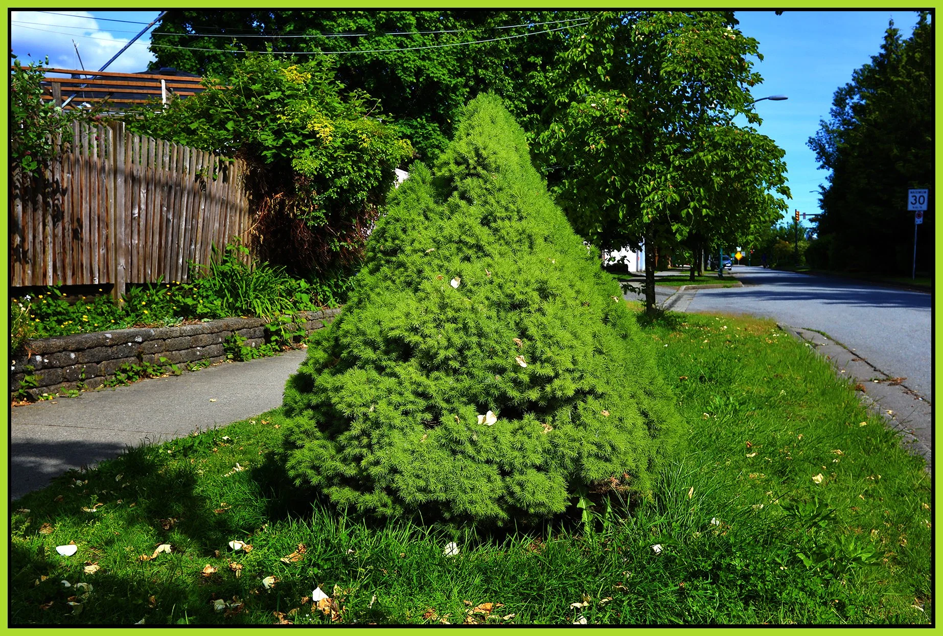 2400 Grandview Hwy Tree_May 20_2024_HDR_4H9227_4x6s.jpg