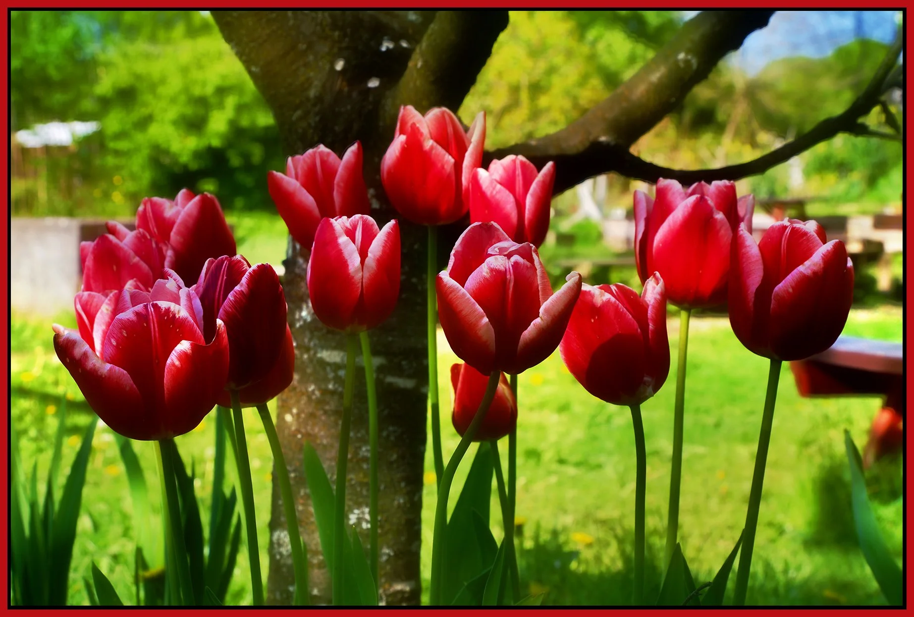 Flowers Tulips_May 7_2023_HDR_4H7155_peHyperealSepDrkn_Jade_4x6s.jpg
