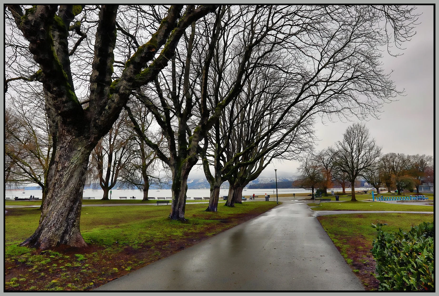Kits Beach Trees_Feb 1_2023_HDR_5D3498_peShdngCntrst_4x6s.jpg