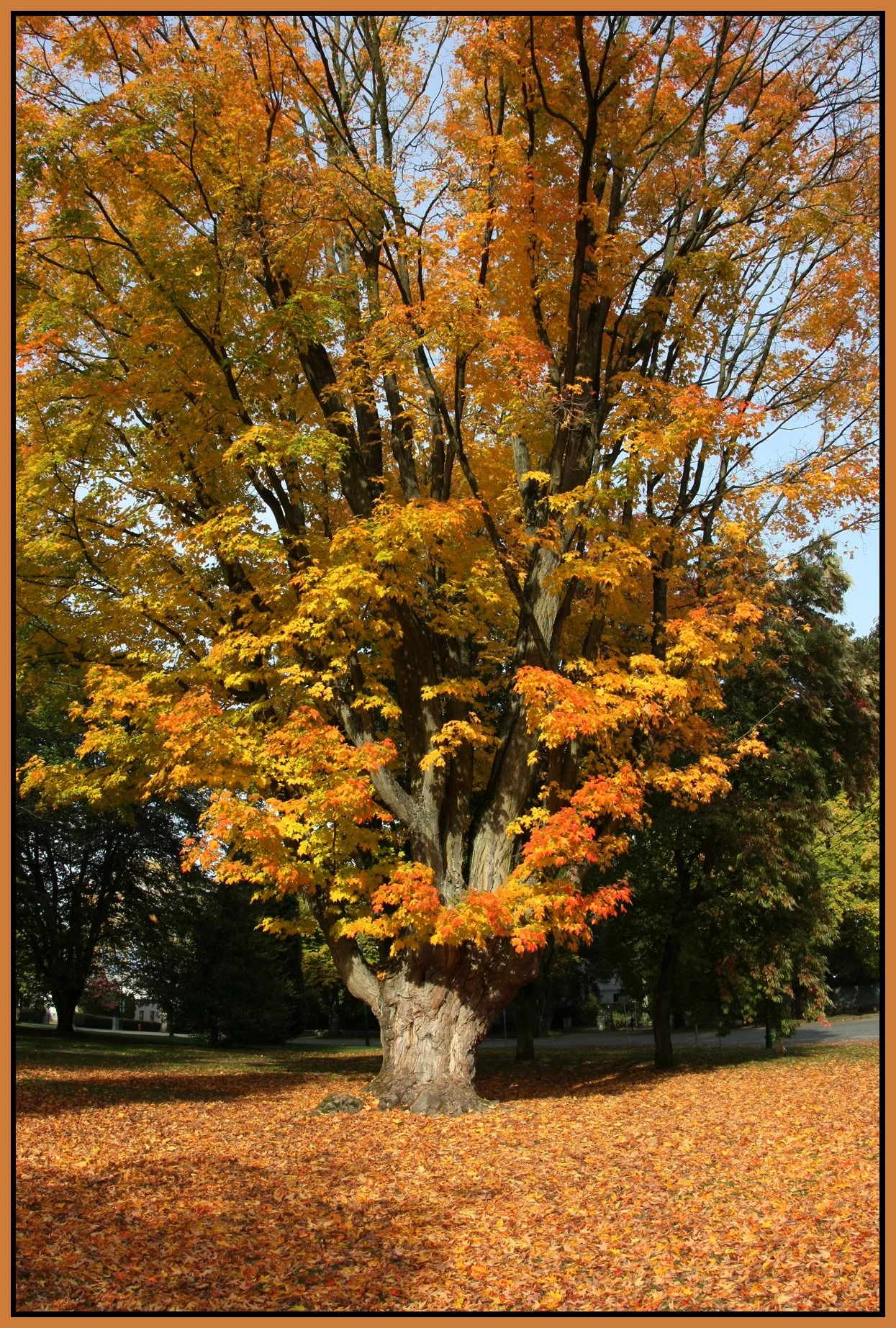 Fall Trees Shaugnessy_Oct 2008_6578_2_4x6s.jpg