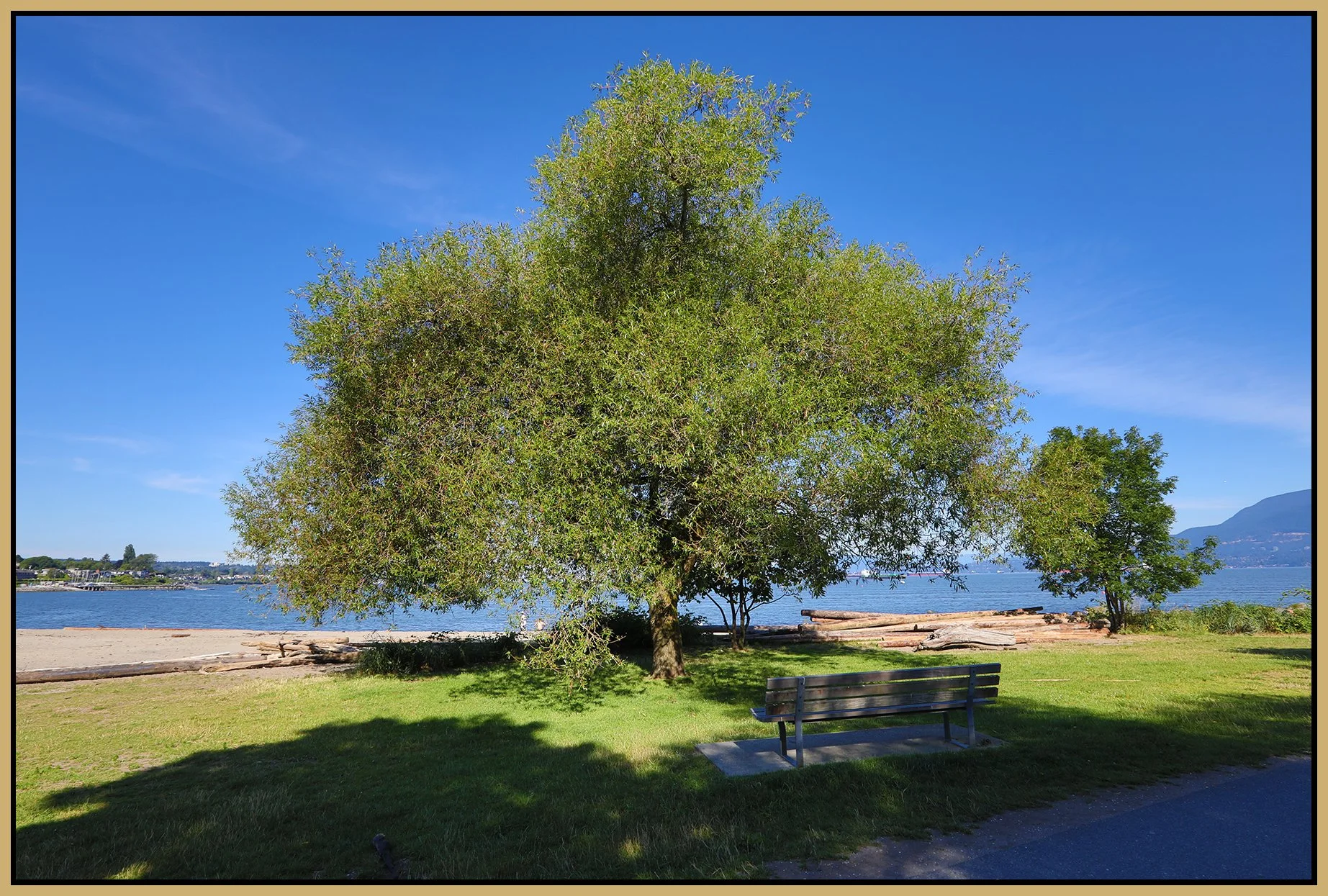 Kits Beach Tree_Jul 20_2022_HDR_5B2505_4x6s.jpg