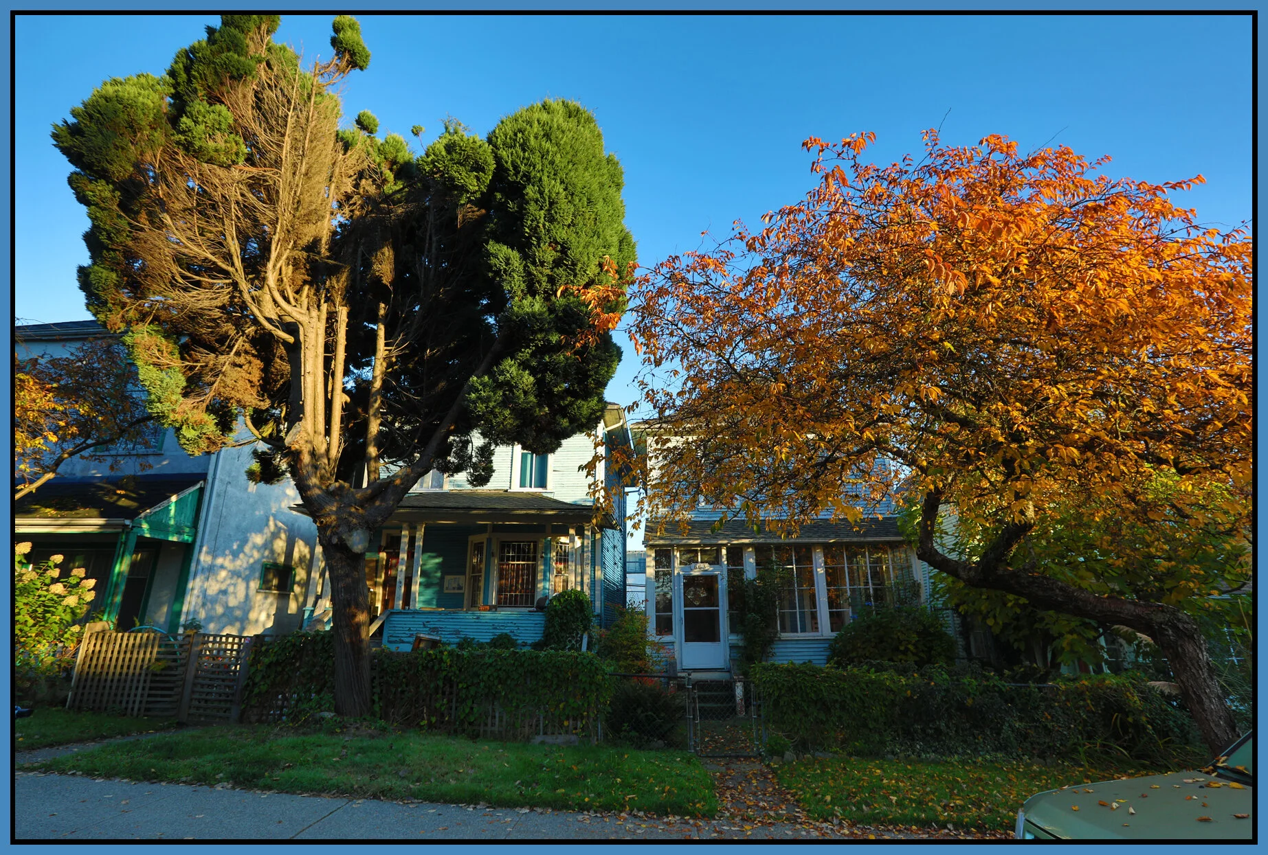 663 E Pender Trees_Oct 28_2017_HDR_B4836_4x6s.jpg