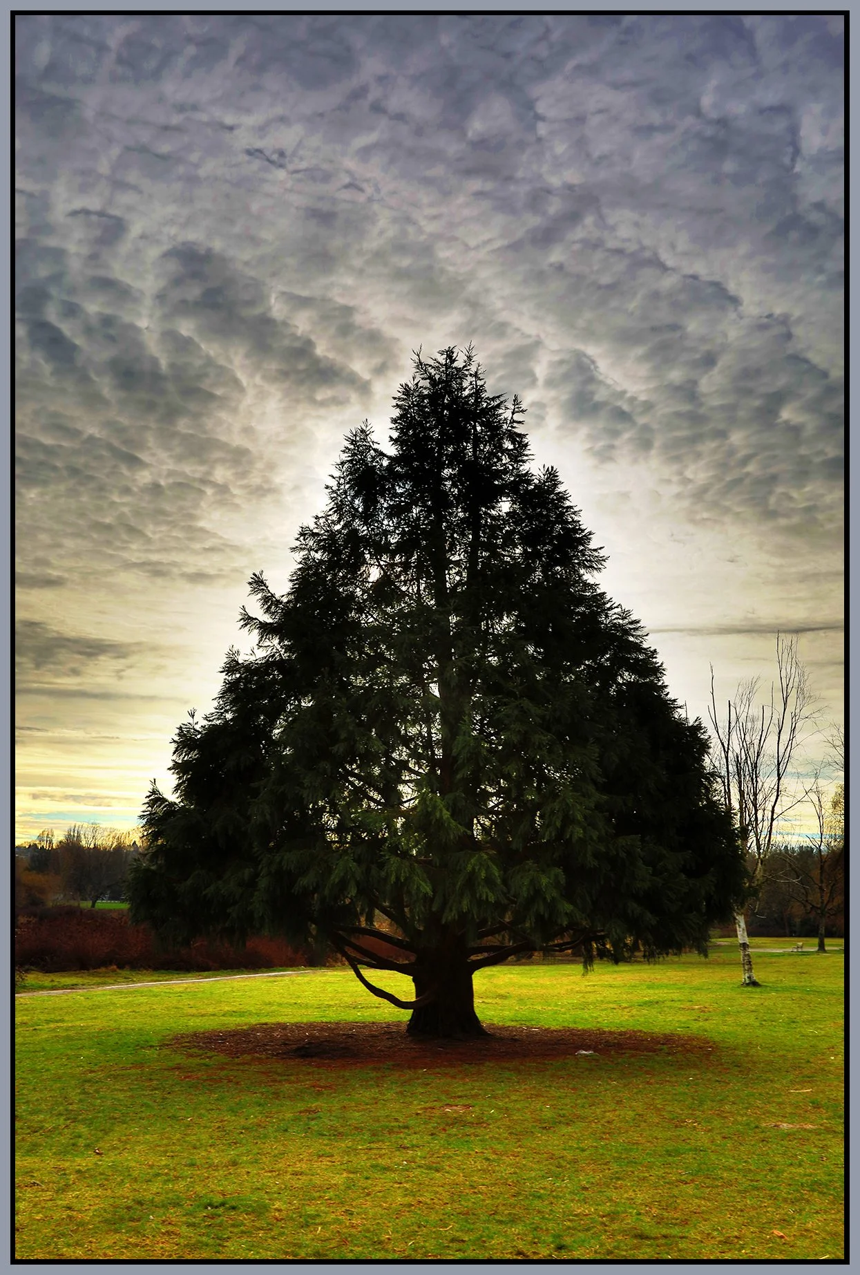 Trout Lake Tree_Feb 13_2018_HDR_C6498_peExpMerge_4x6s.jpg