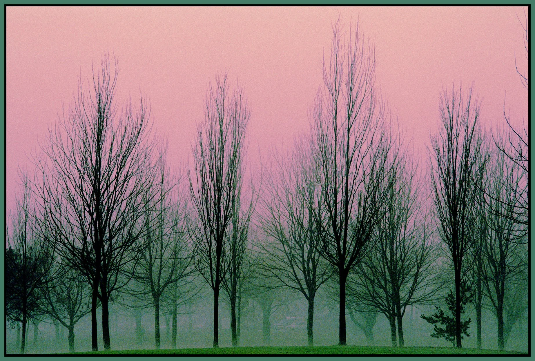 Trout Lake Trees_21_1_1_4x6s.jpg
