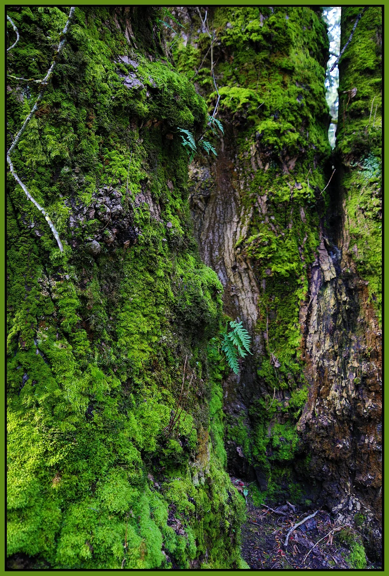 Tree Trunk New West_Mar 24_2022_HDR_4G7691_4x6s.jpg