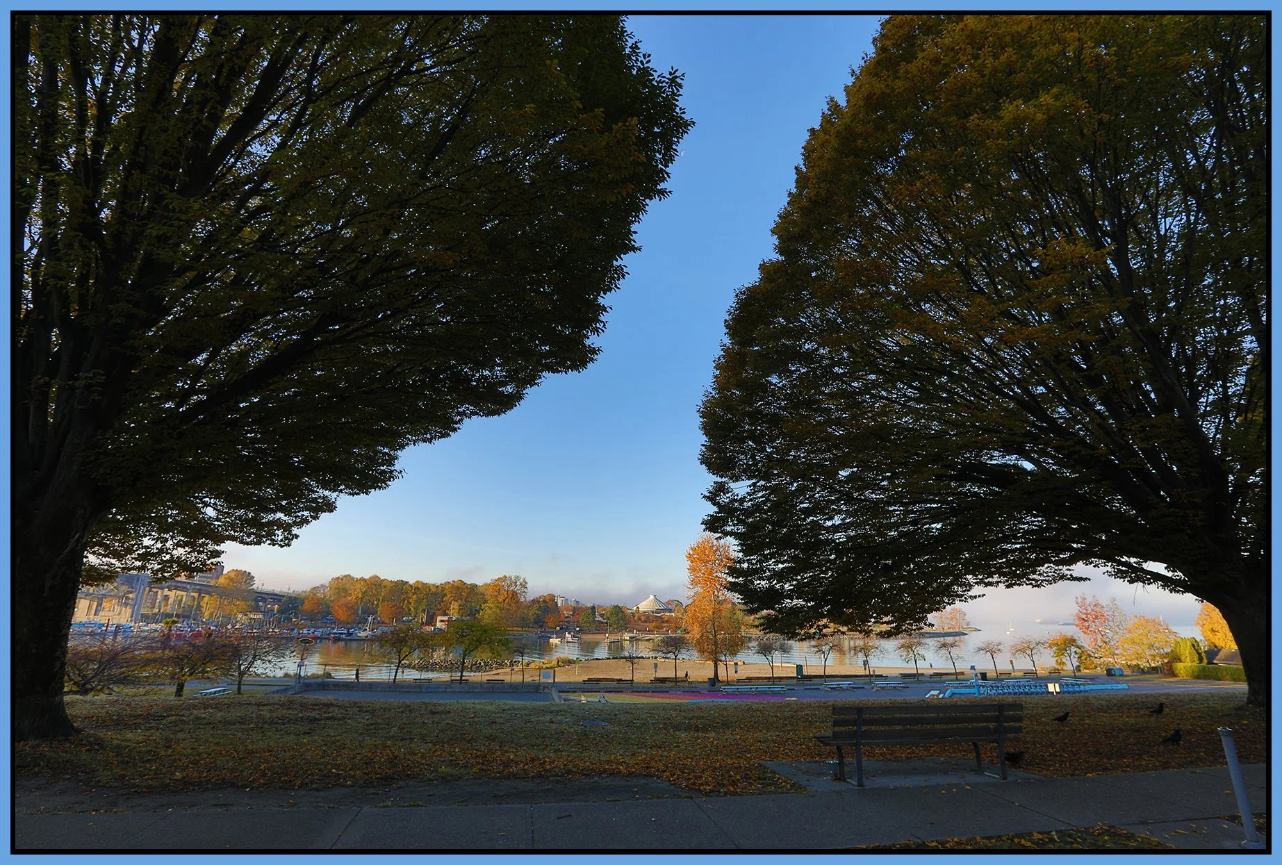 Beach Ave Trees_Nov 15_2022_HDR_5C5870_4x6s.jpg