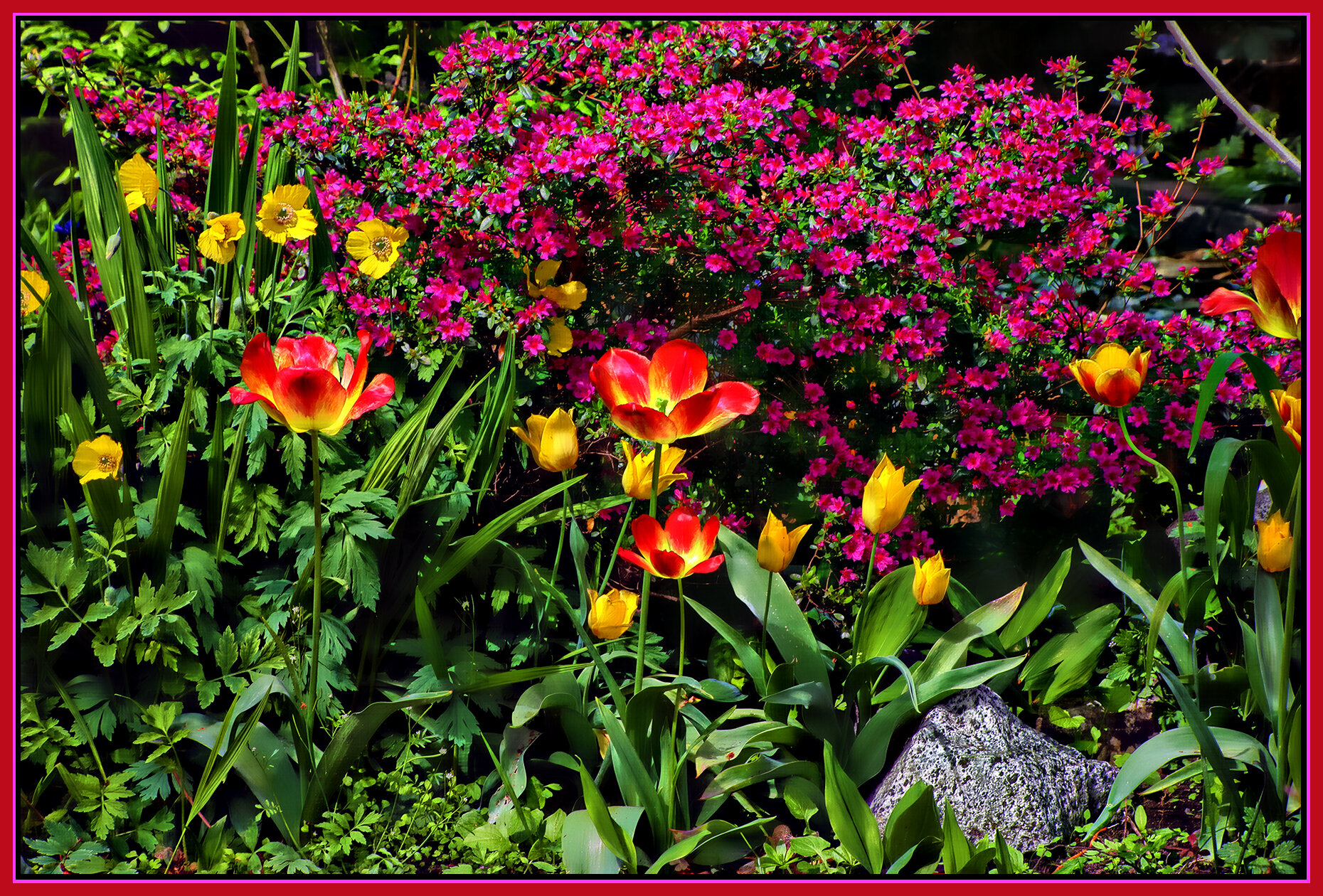 Flowers Tulips_Apr 29_2021_HDR_4G8048_peHdr2013_1_4x6s.jpg