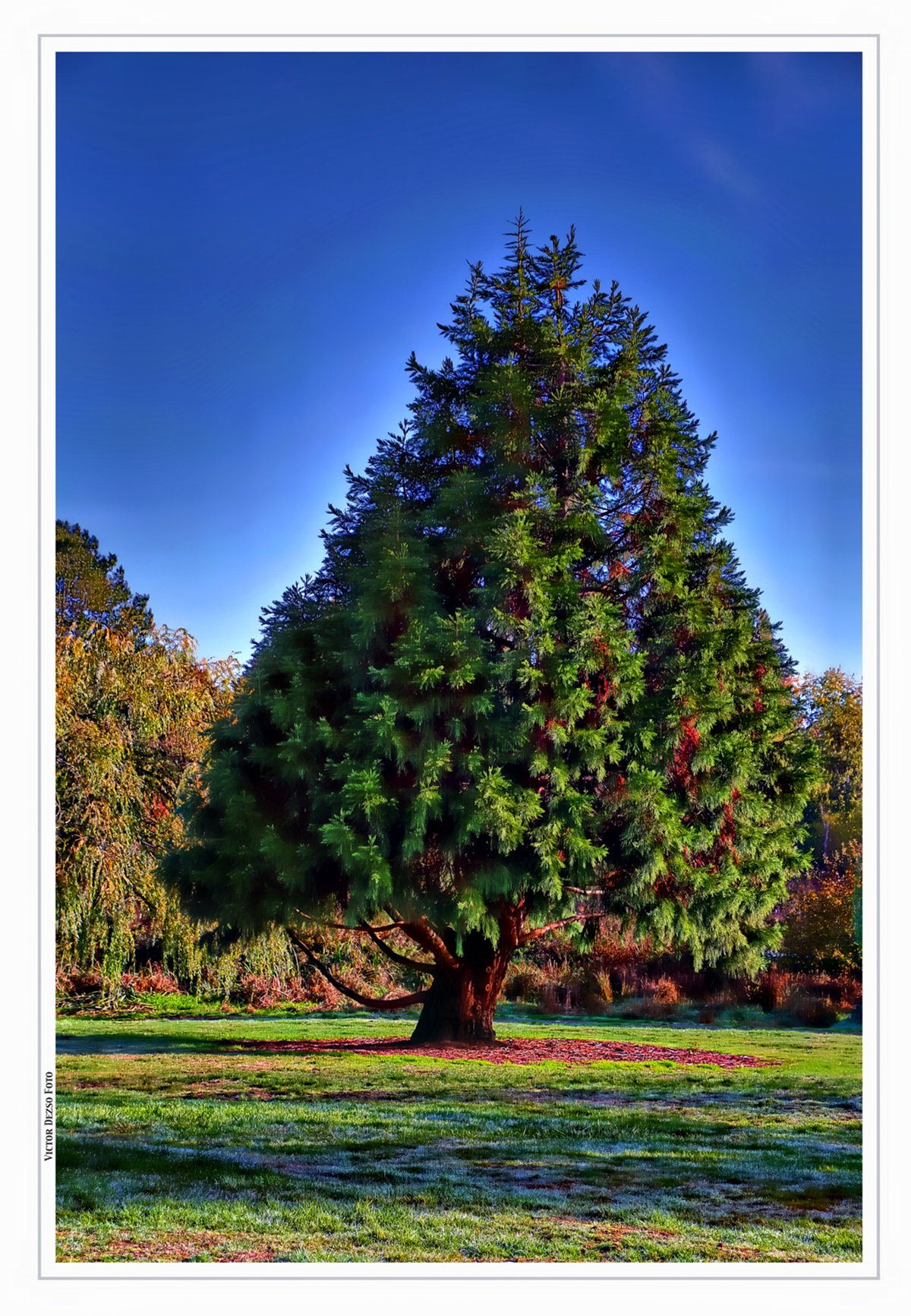 Trout Lake Tree_Oct 27_2015_HDR_H9053_peHdr2013_4x6s.jpg