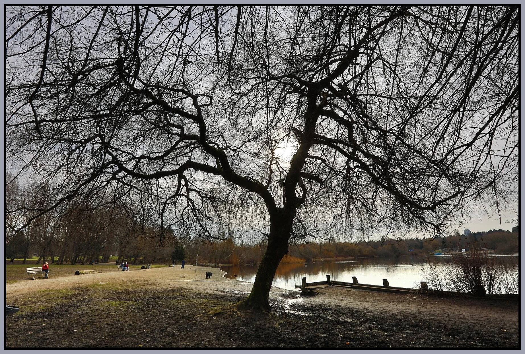 Trout Lake Tree_Mar 4_2021_HDR_5A3526_4x6s.jpg