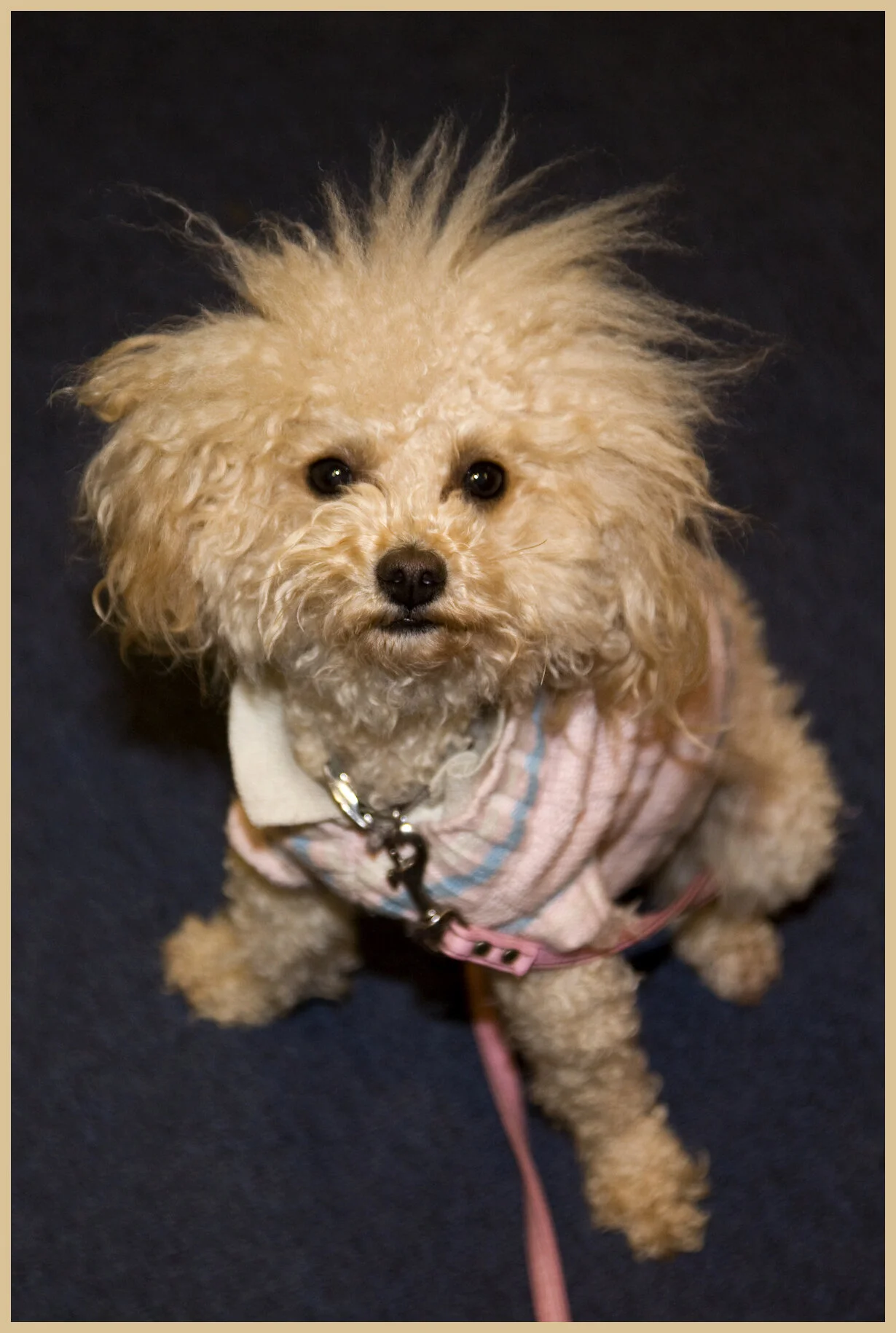 Tika_Jun 22 09_1460_4x6s.jpg