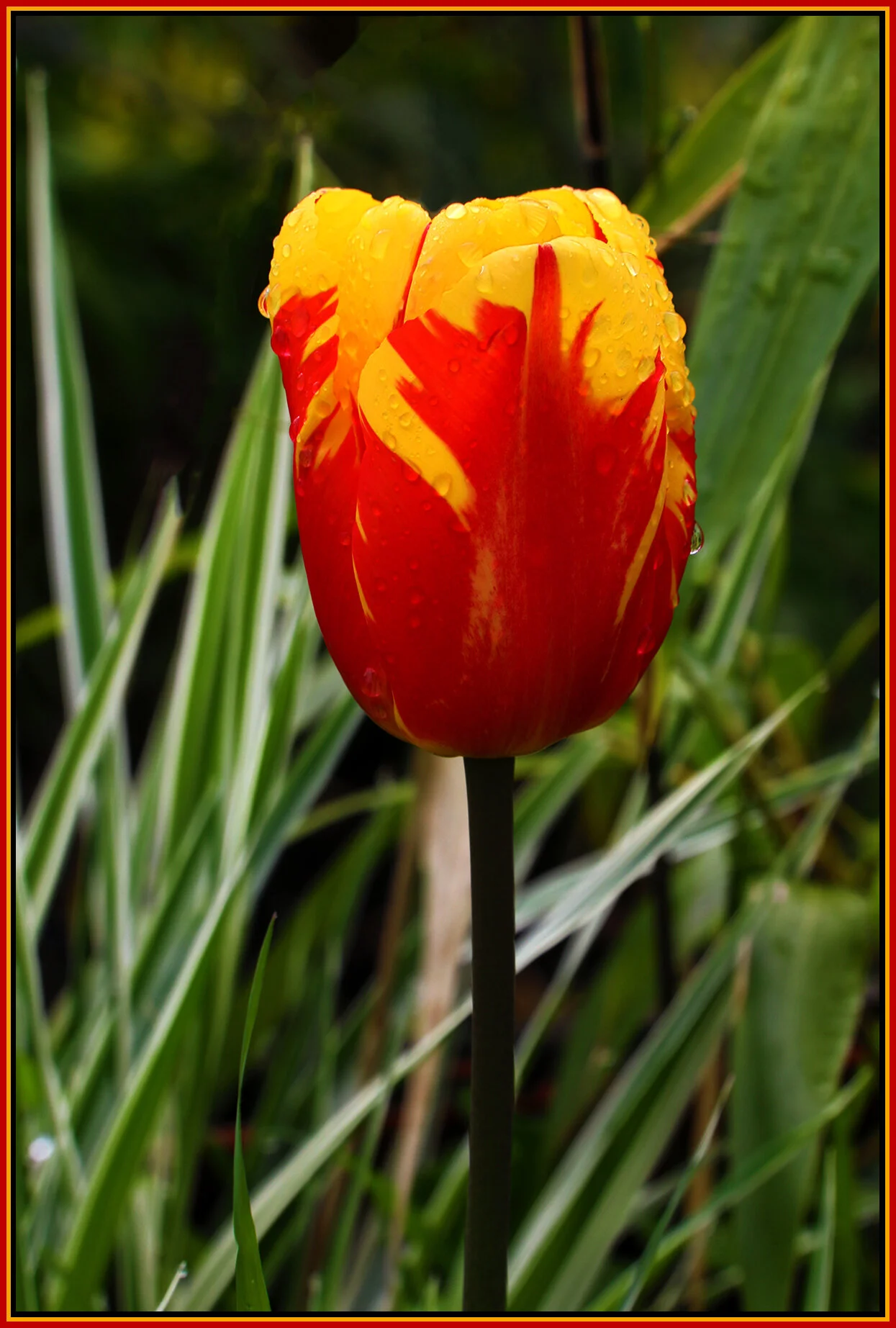 Flowers Tulips_May 3_2020_HDR_4F5957_1_4x6s.jpg