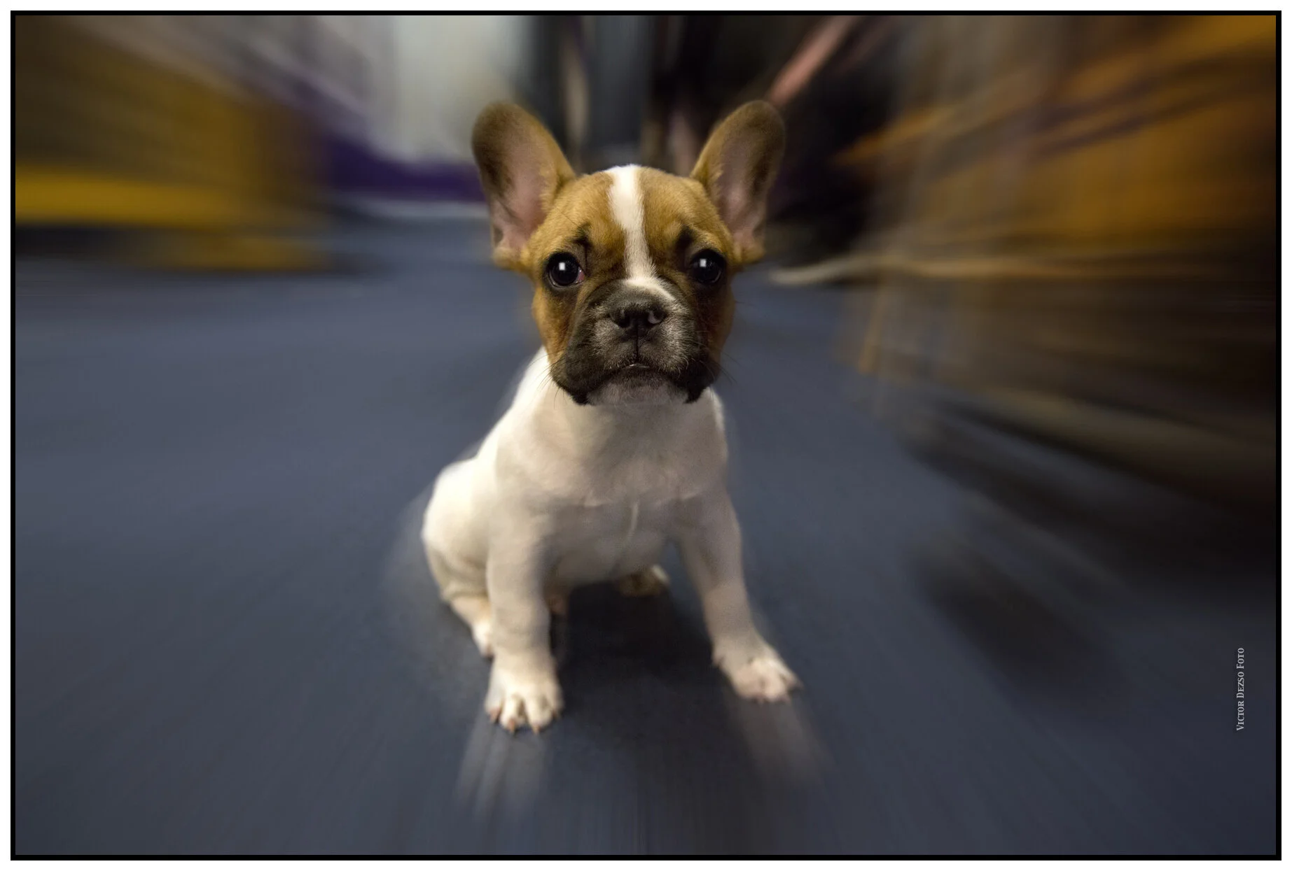 Loki_July 7_2012_C2414z_4x6s.jpg