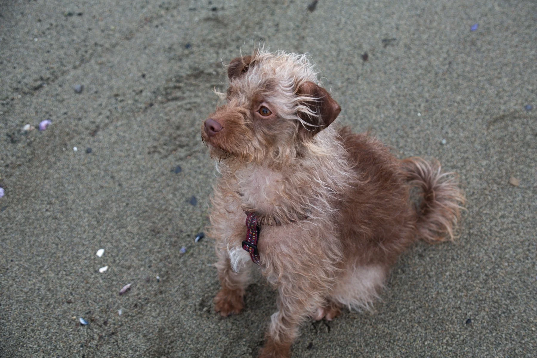 Frances Spanish Banks_Jan 19_2016_K5486_4x6.jpg