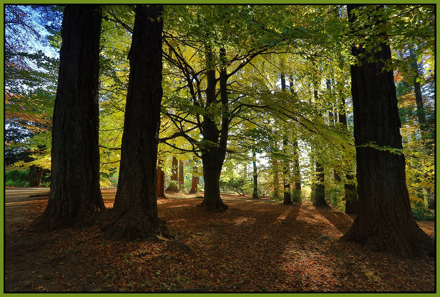 Stanley Pk Trees_Nov 18_2022_HDR_5C7010_peS&s_4x6s.jpg
