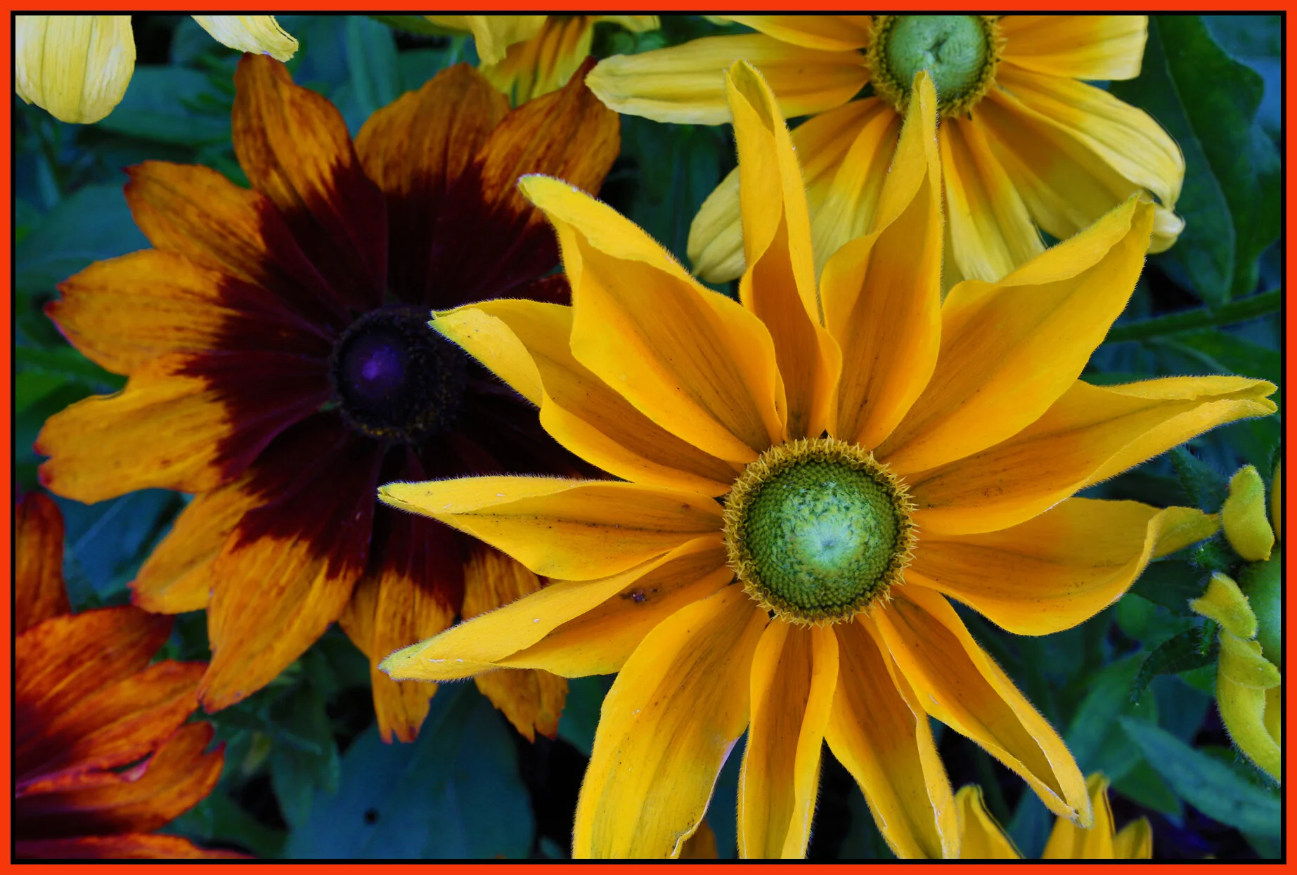 Flowers_Aug 4_2014_HDR_F7047_4x6s.jpg