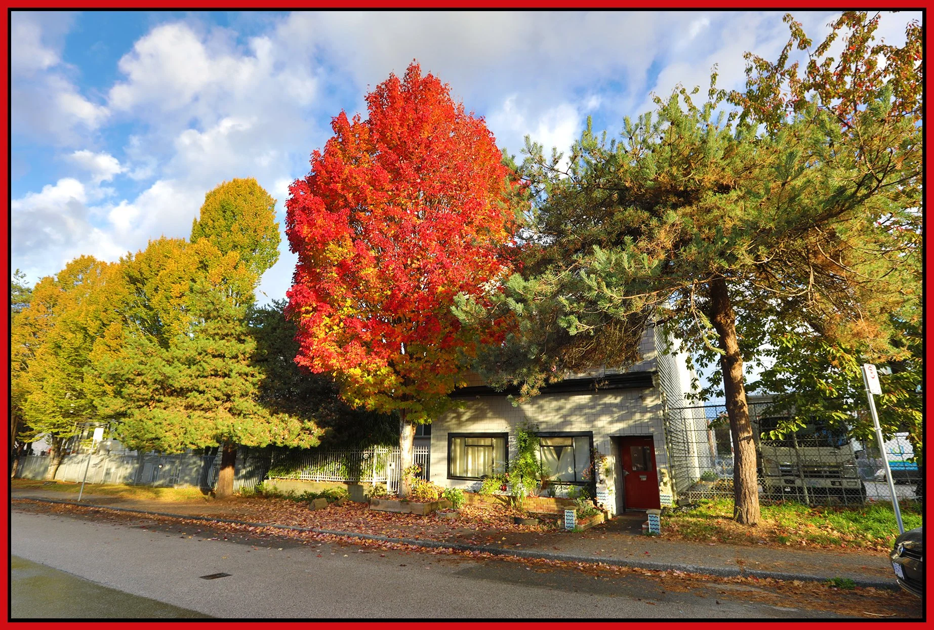 431 E Pender Tree_Oct 17_2026_HDR_4L5089_4x6s.jpg