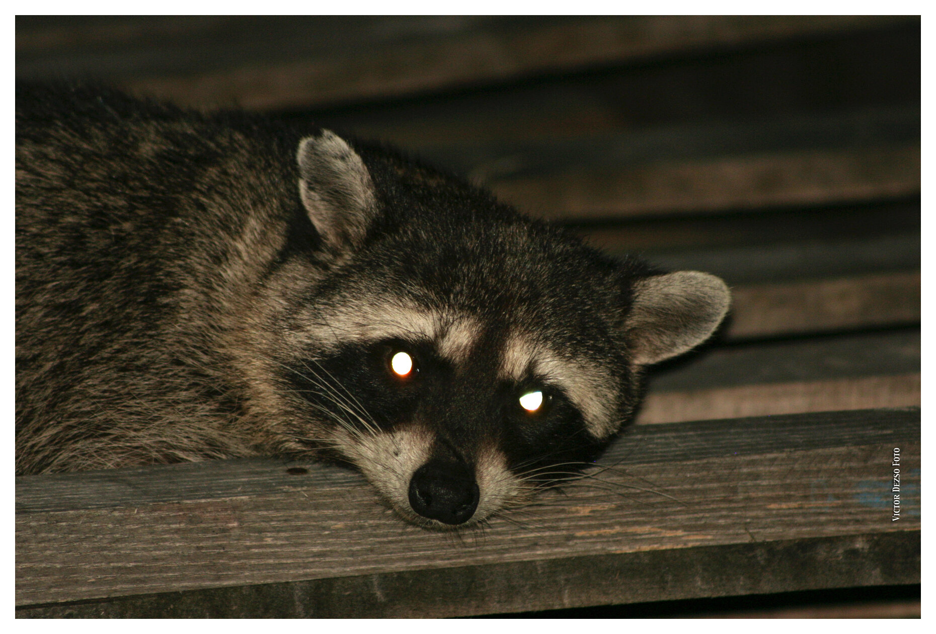 Racoon_7332_4x6s.jpg