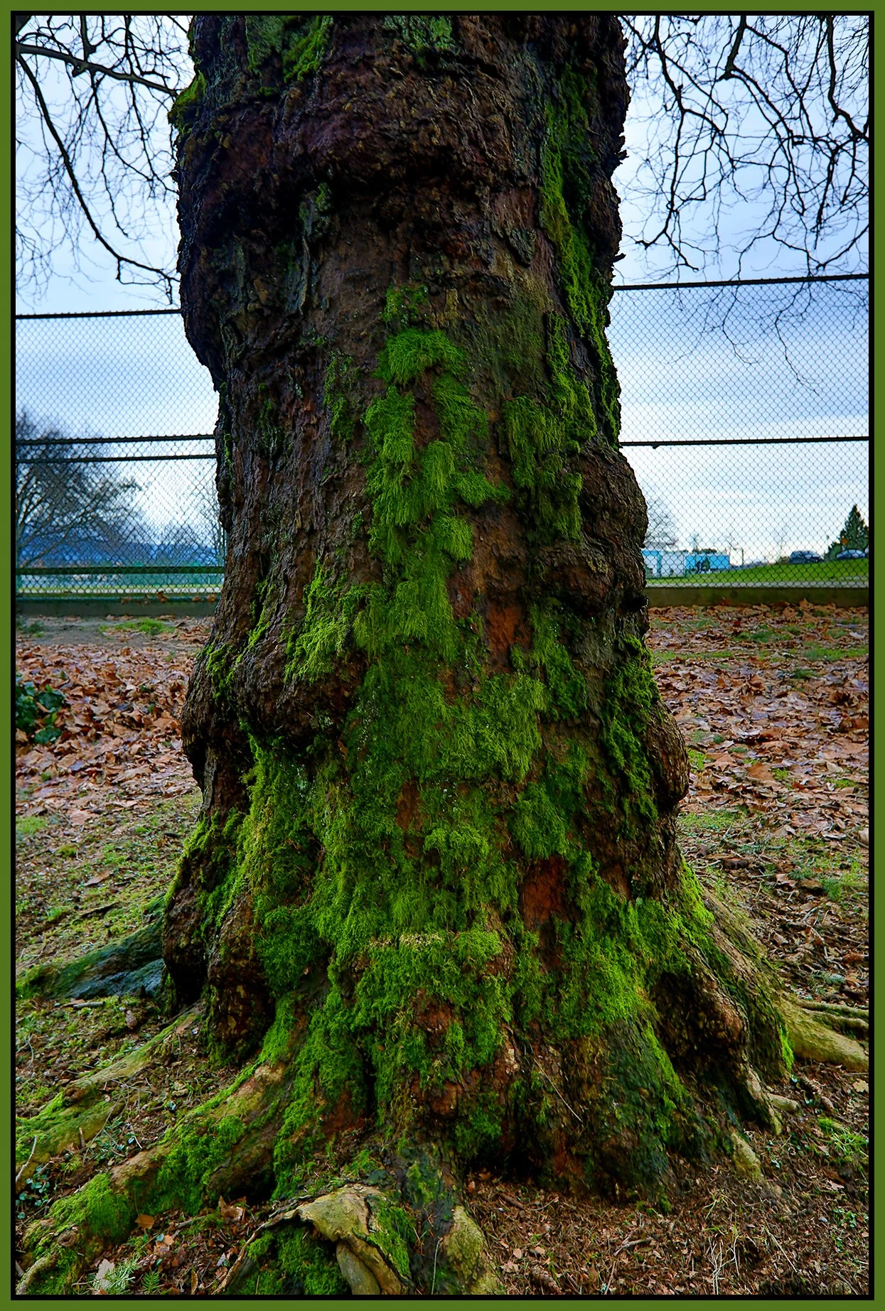 Clark Park Tree_Jan 14_2022_HDR_5A7048_4x6s.jpg