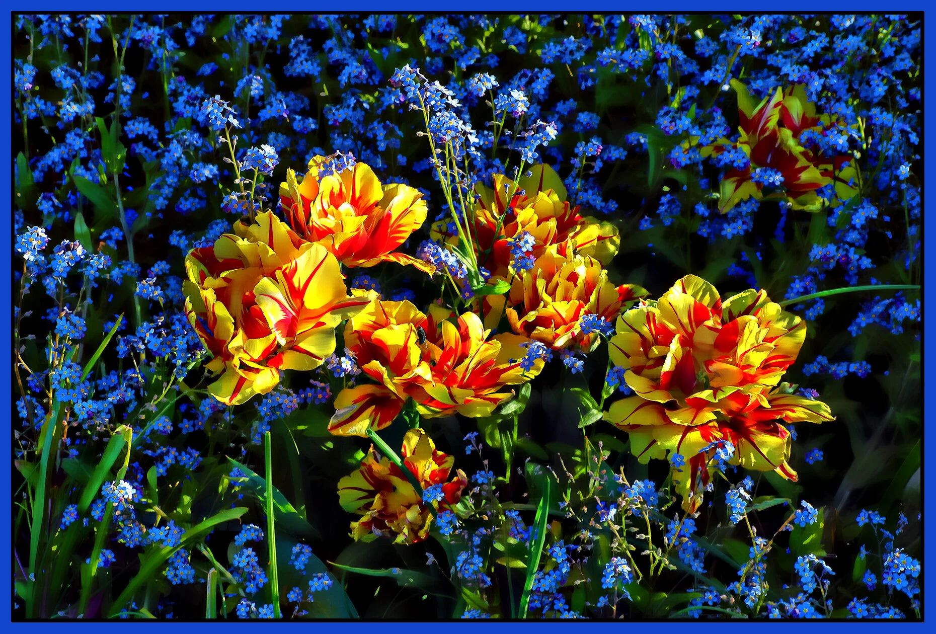 Flowers Tulips_Apr 21_2021_HDR_4G7616_peHdr2013_1_4x6s.jpg