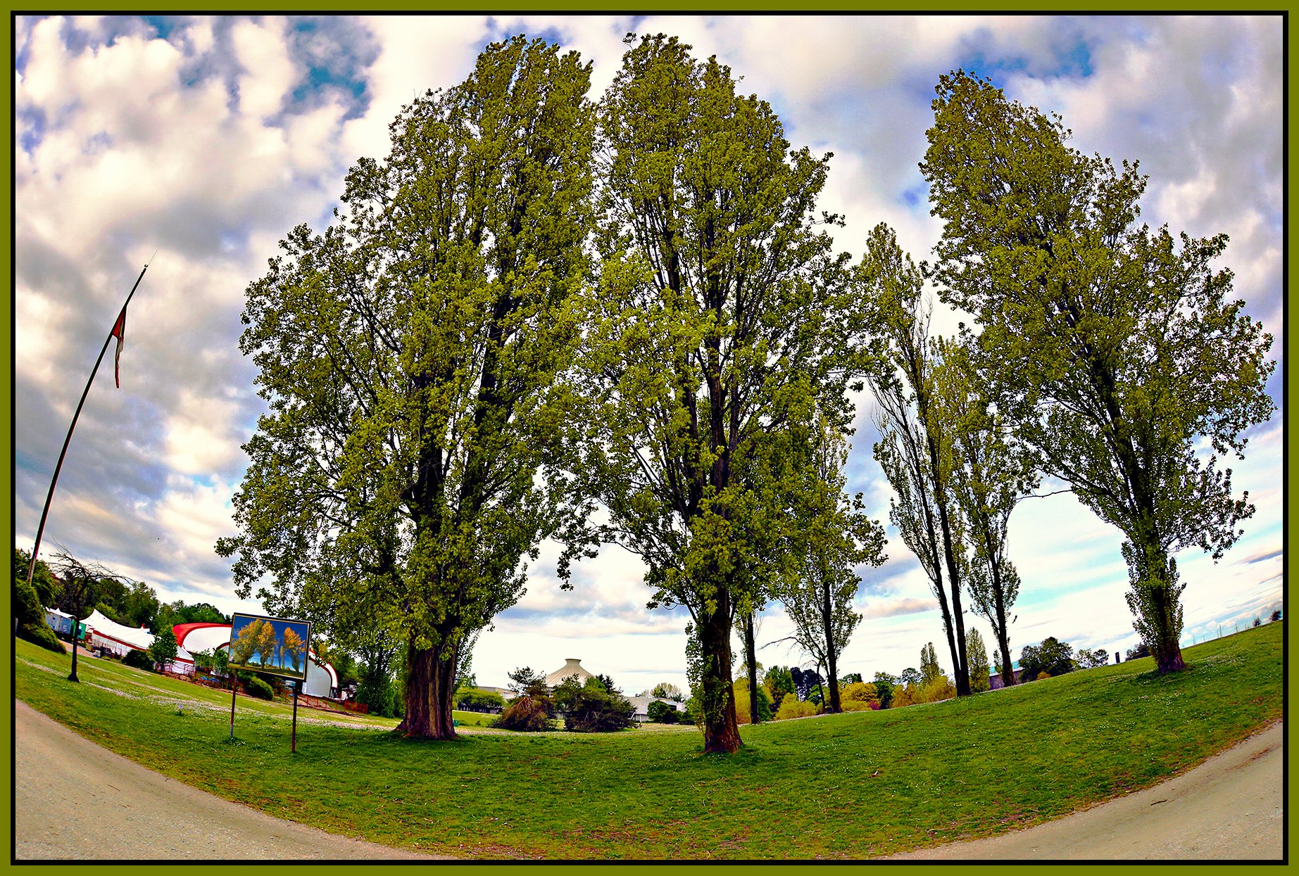 Vanier Pk Trees_May 11_2022_HDR_4G9261_peVenice_1_4x6s.jpg
